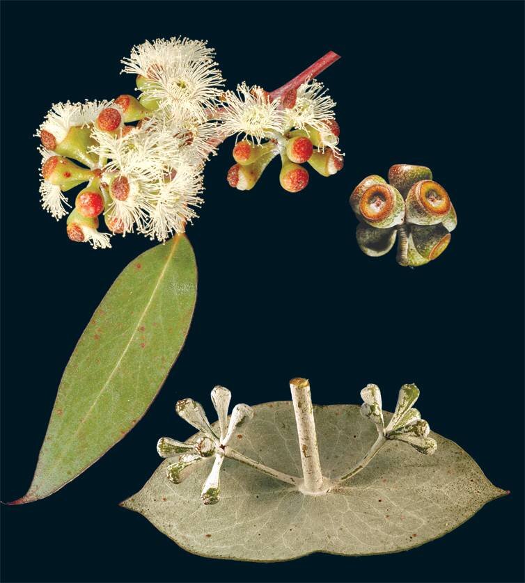 Eucalyptus-risdonii-3.jpg