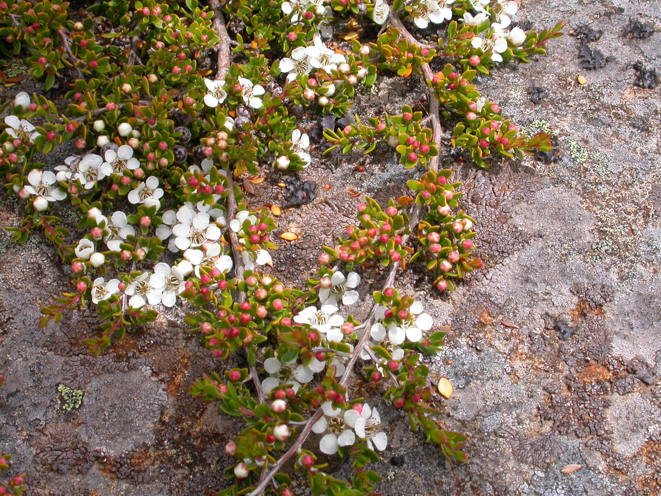 Leptospermum rupestre.jpg