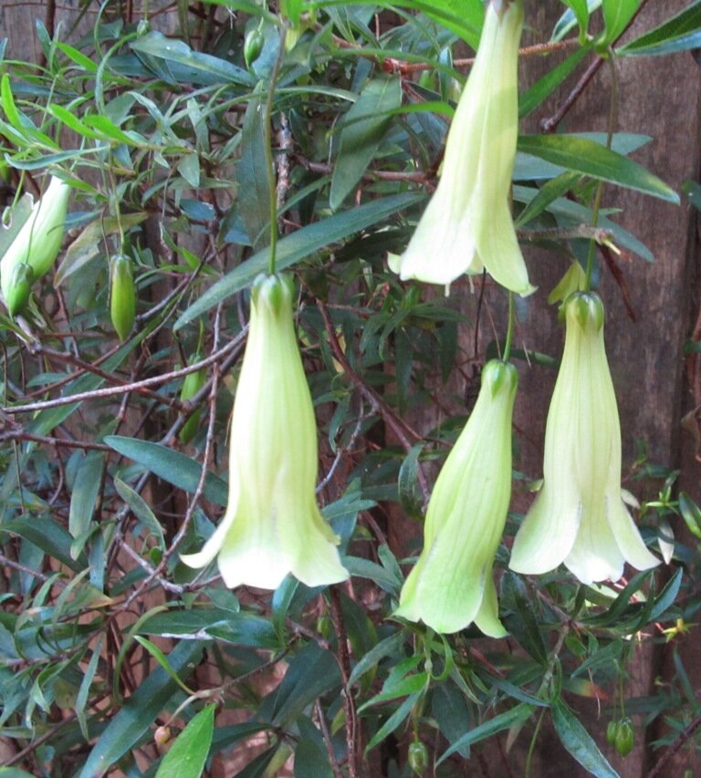 billardiera longiflora JPG - resized.JPG