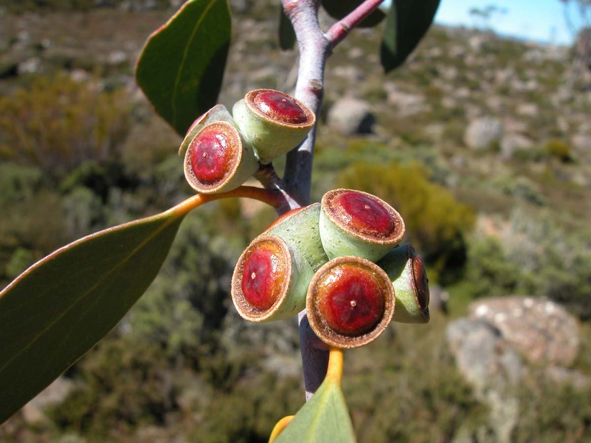 Eucalyptus coccifera ycaps GJordan.jpg