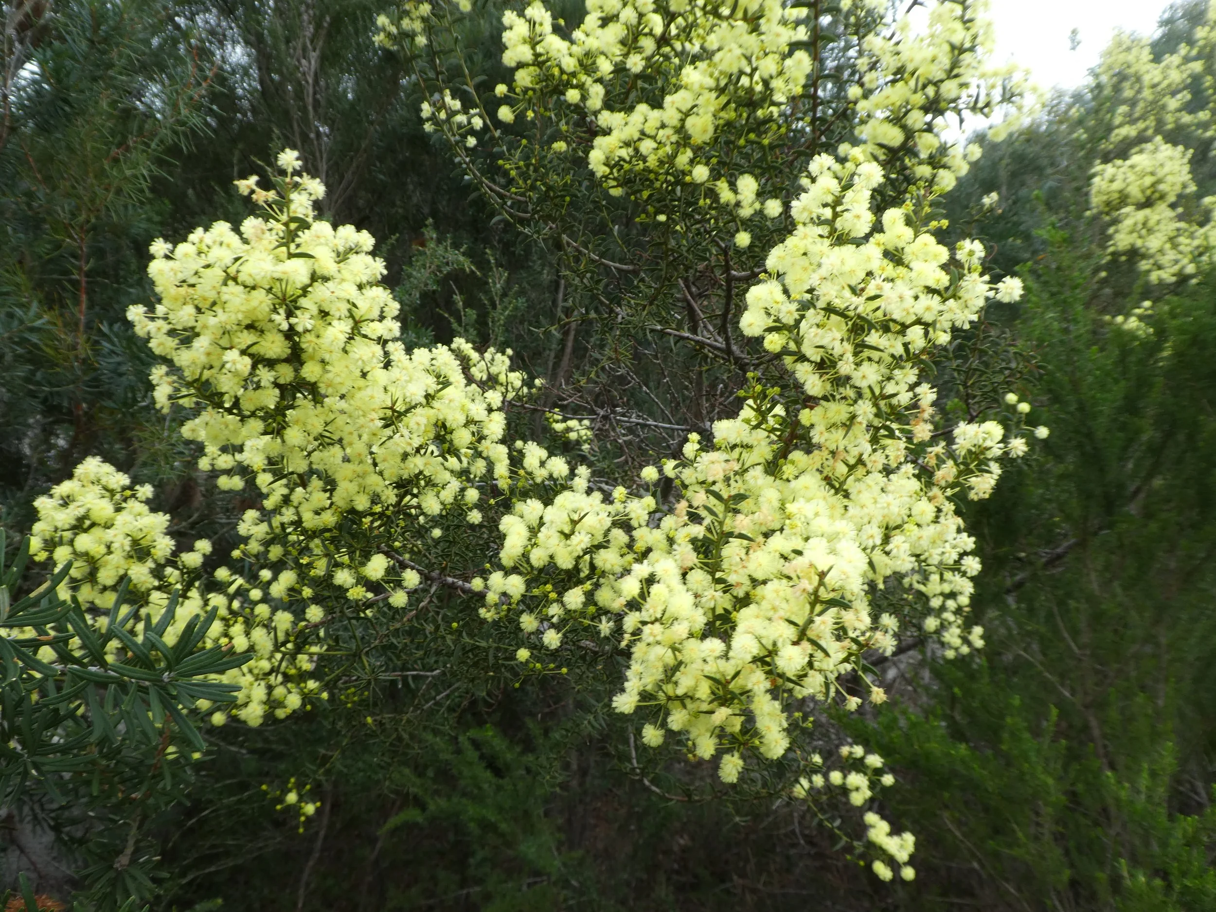 Kingborough Day Group 