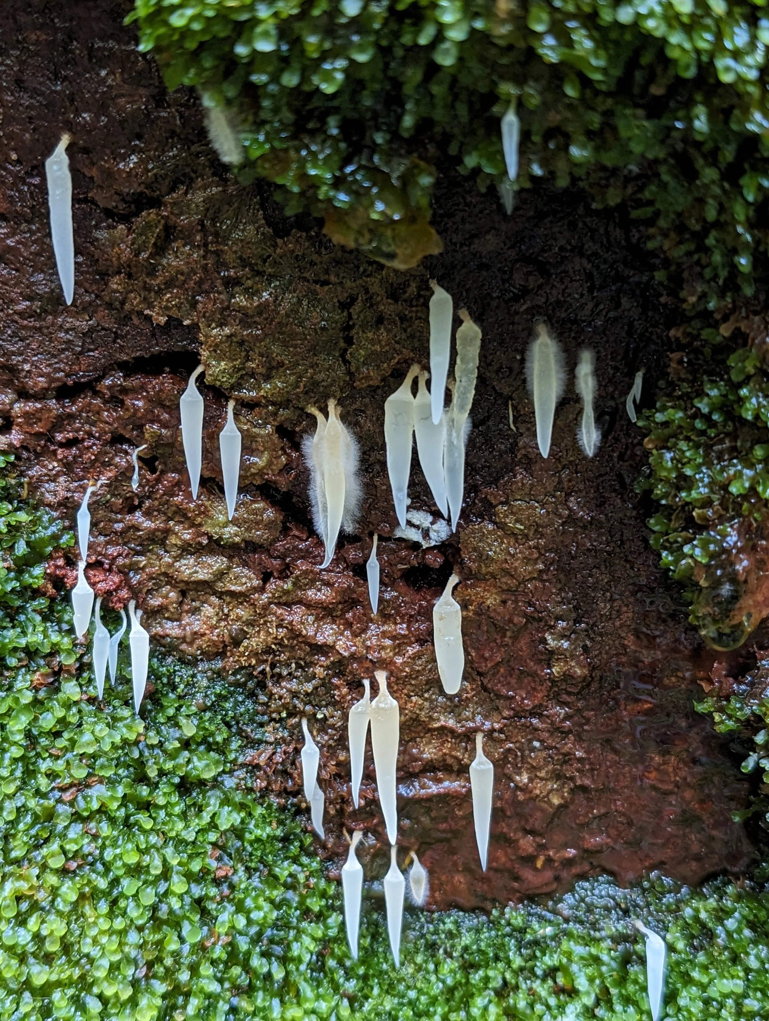 Myrtle Forest2.jpg