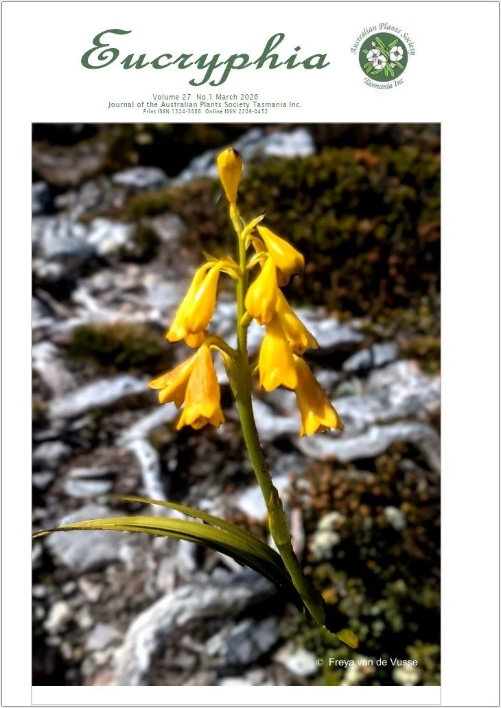 Eucryphia - March 2026