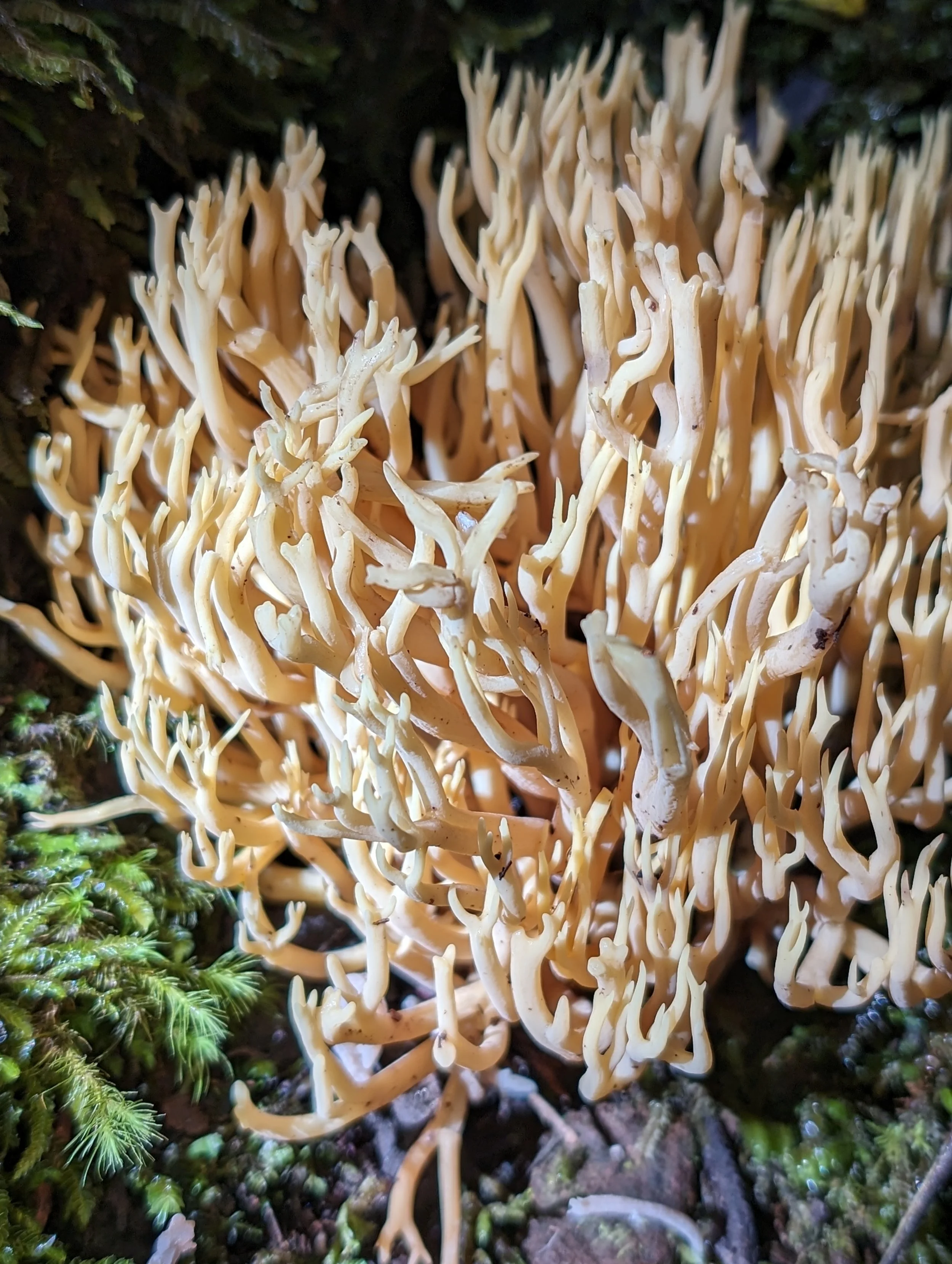 Myrtle Forest11.jpg