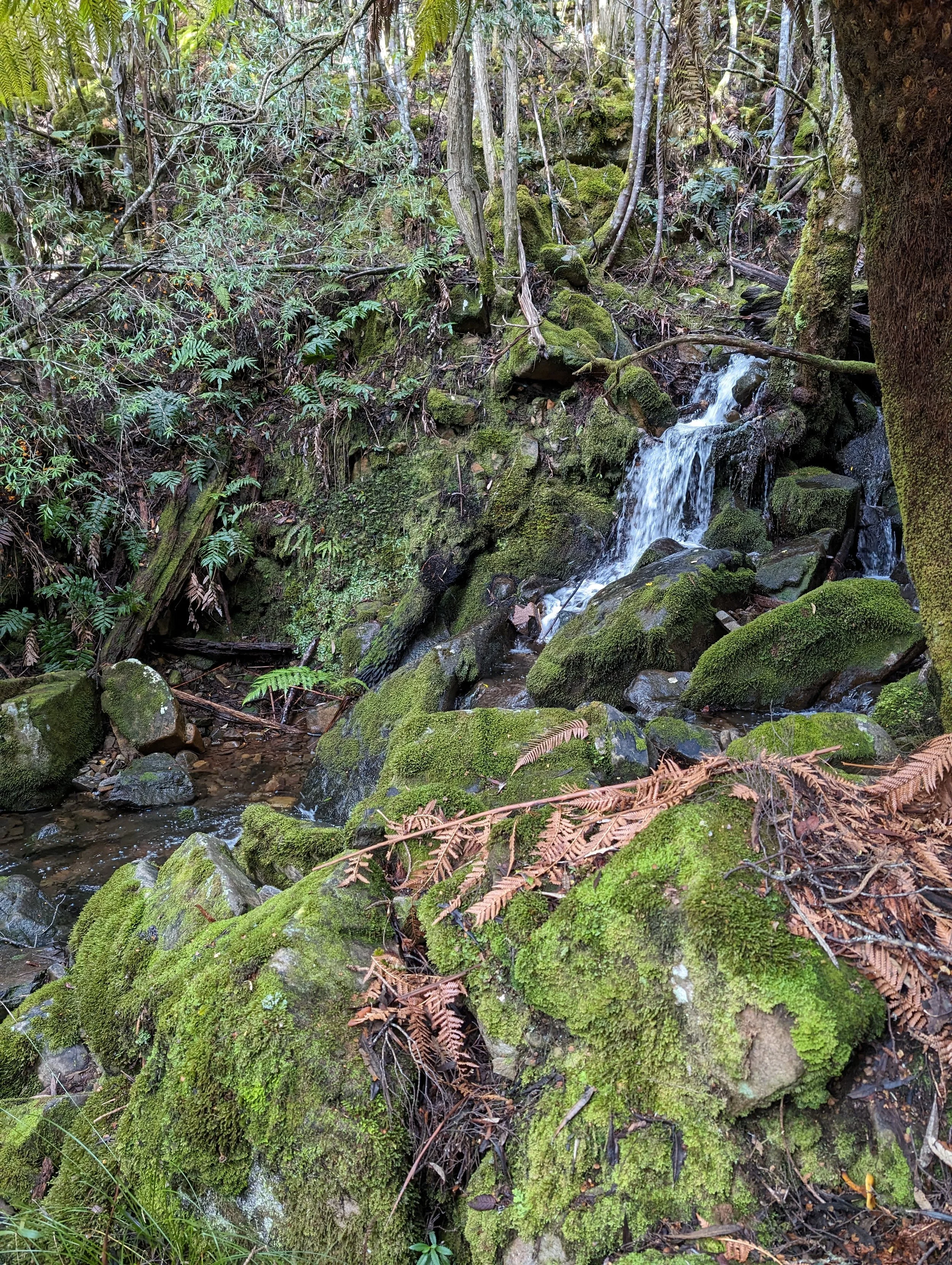 Myrtle Forest23.jpg