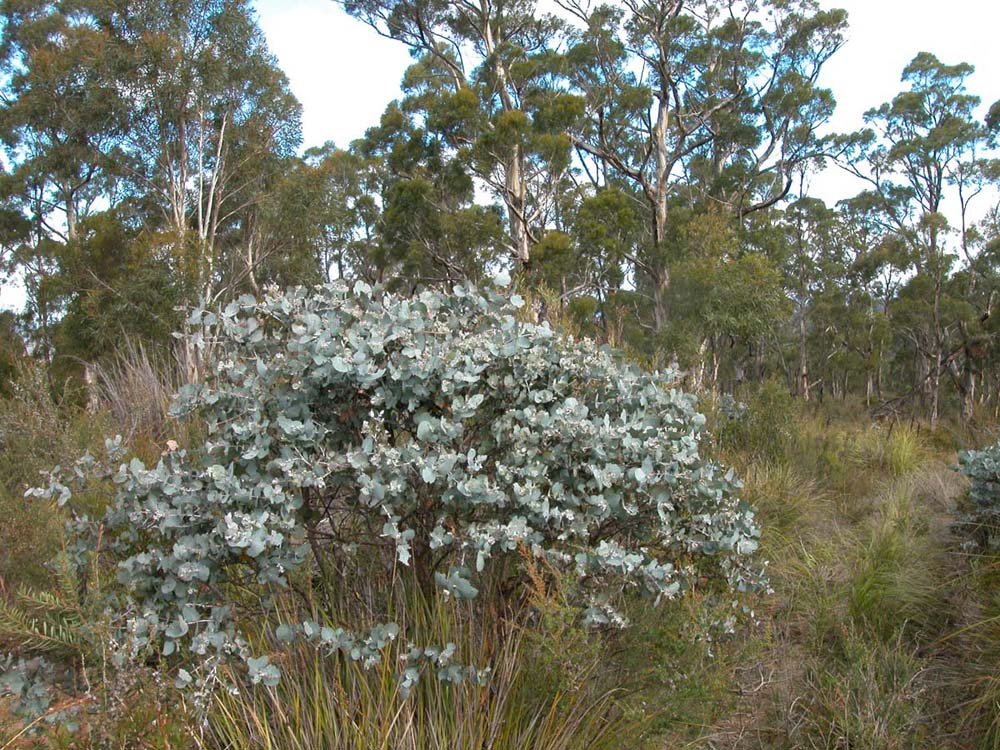 Eucalyptus cordata eastern GJordan.jpg
