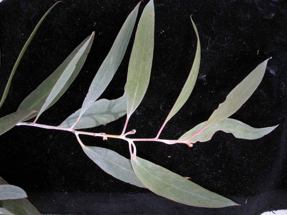 Eucalyptus tenuiramus GJordan.jpg