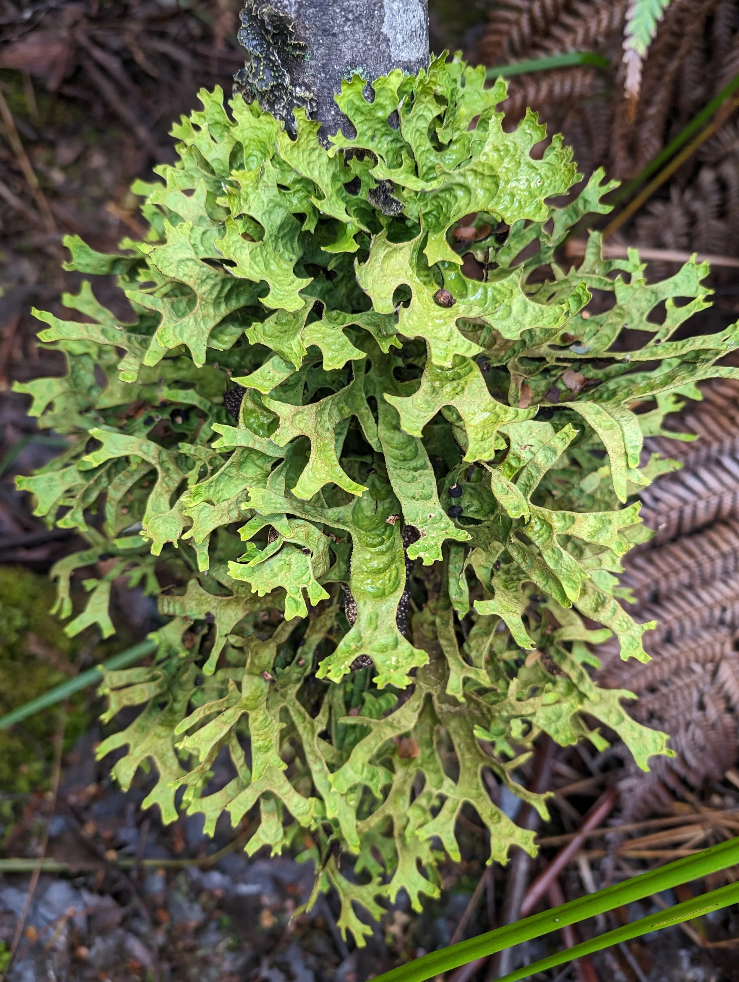 Myrtle Forest19.jpg