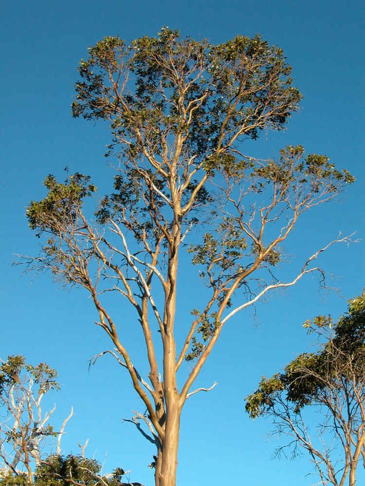 Eucalyptus subcrenulata GJordan.jpg