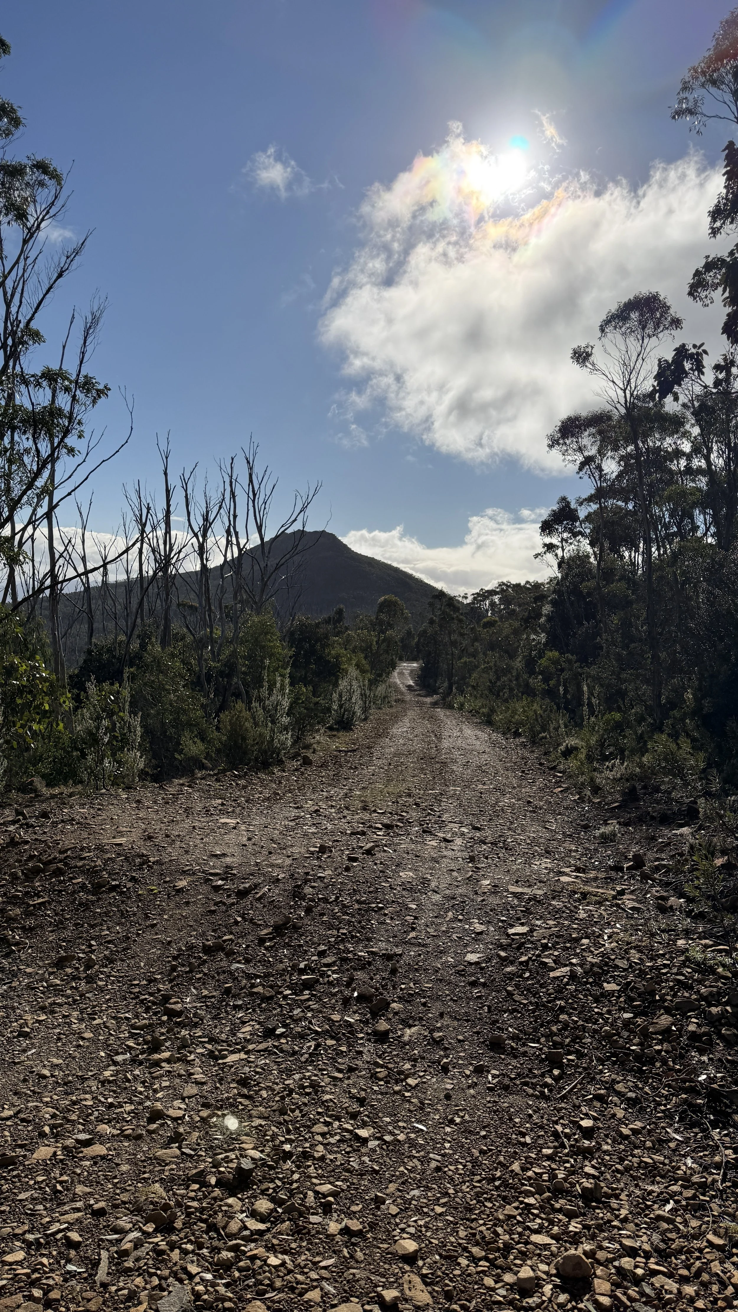 Myrtle Forest3.jpg