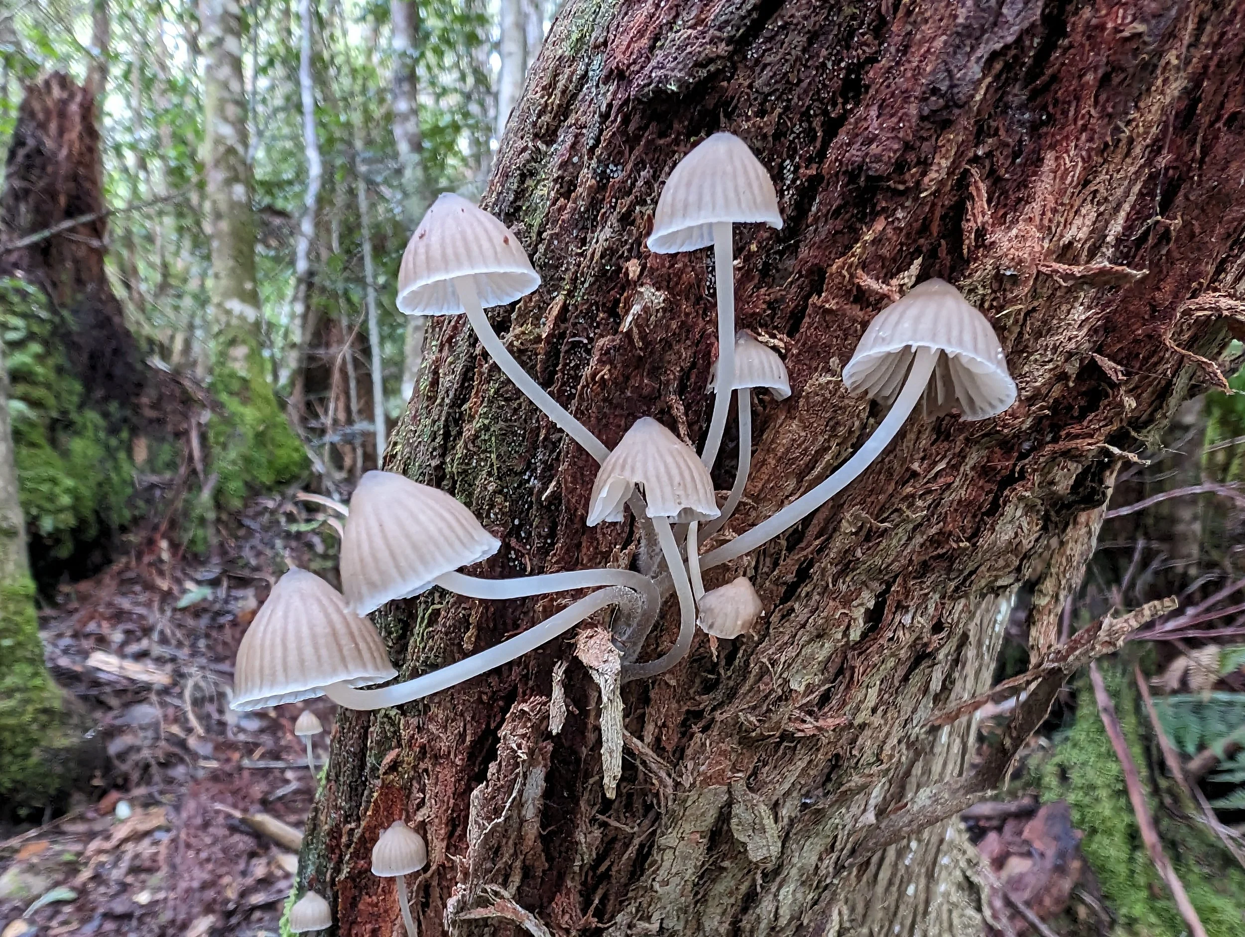 Myrtle Forest34.jpg