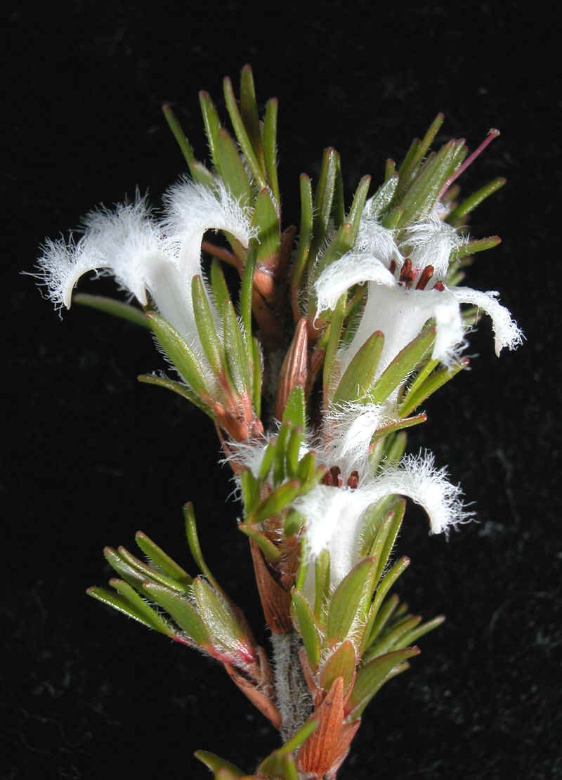 Pentachondra ericifolia GJ.jpeg