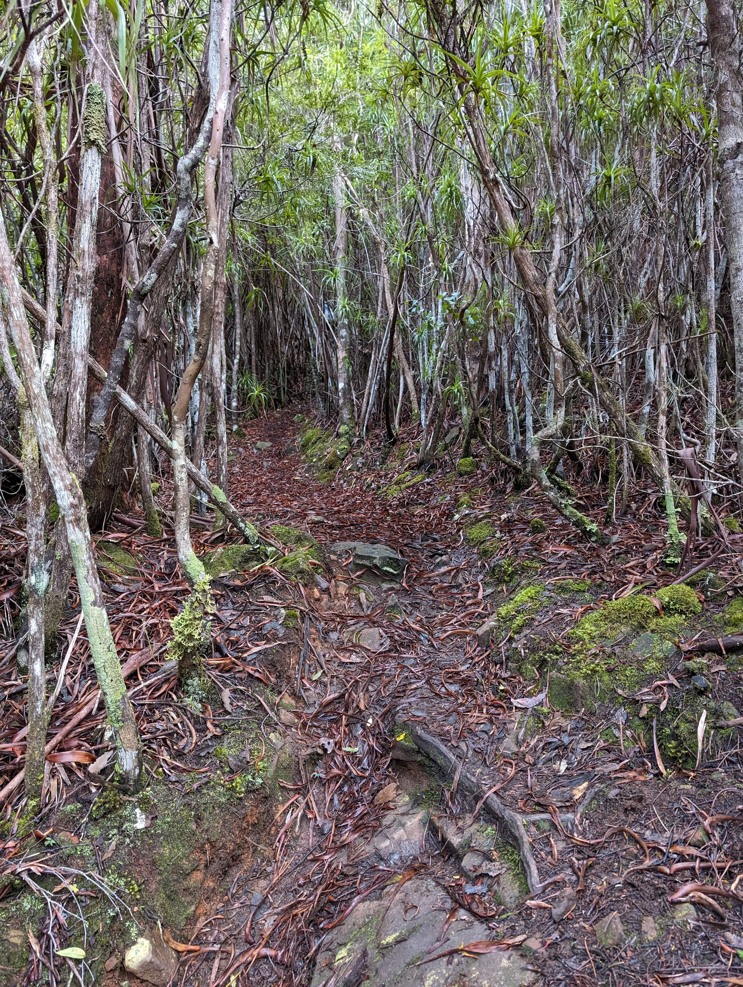 Myrtle Forest17.jpg