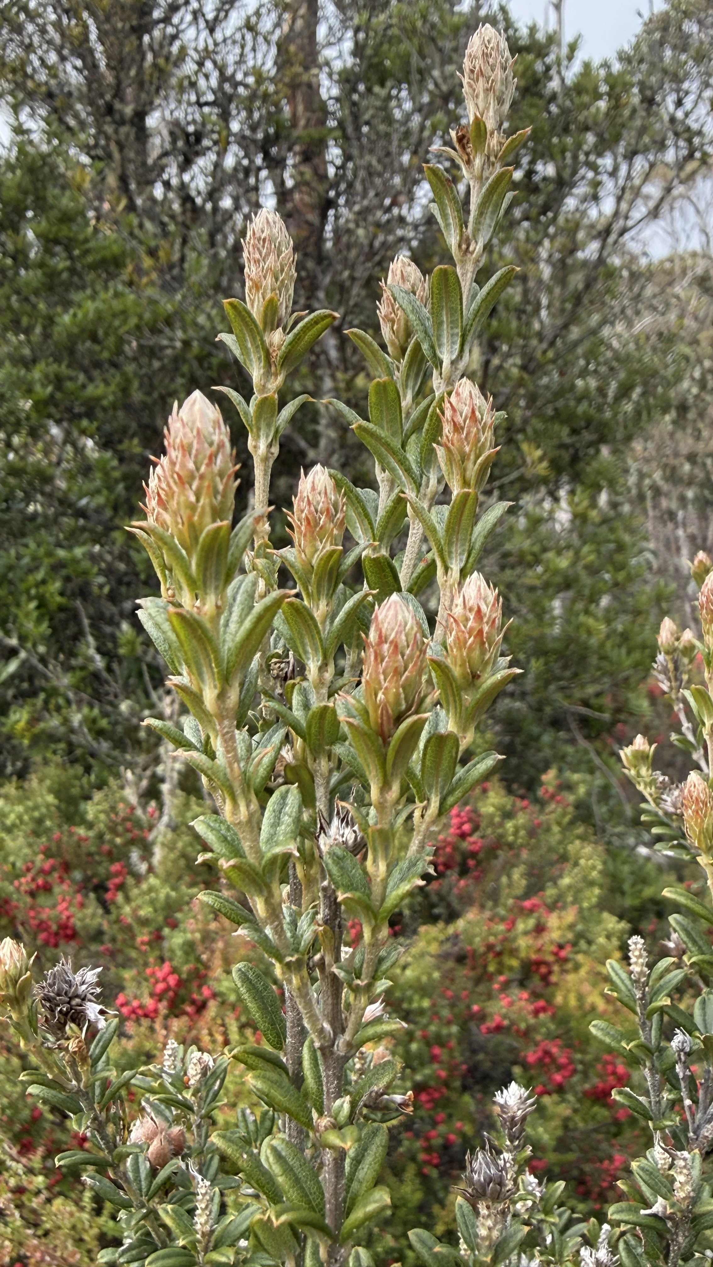 Myrtle Forest8.jpg