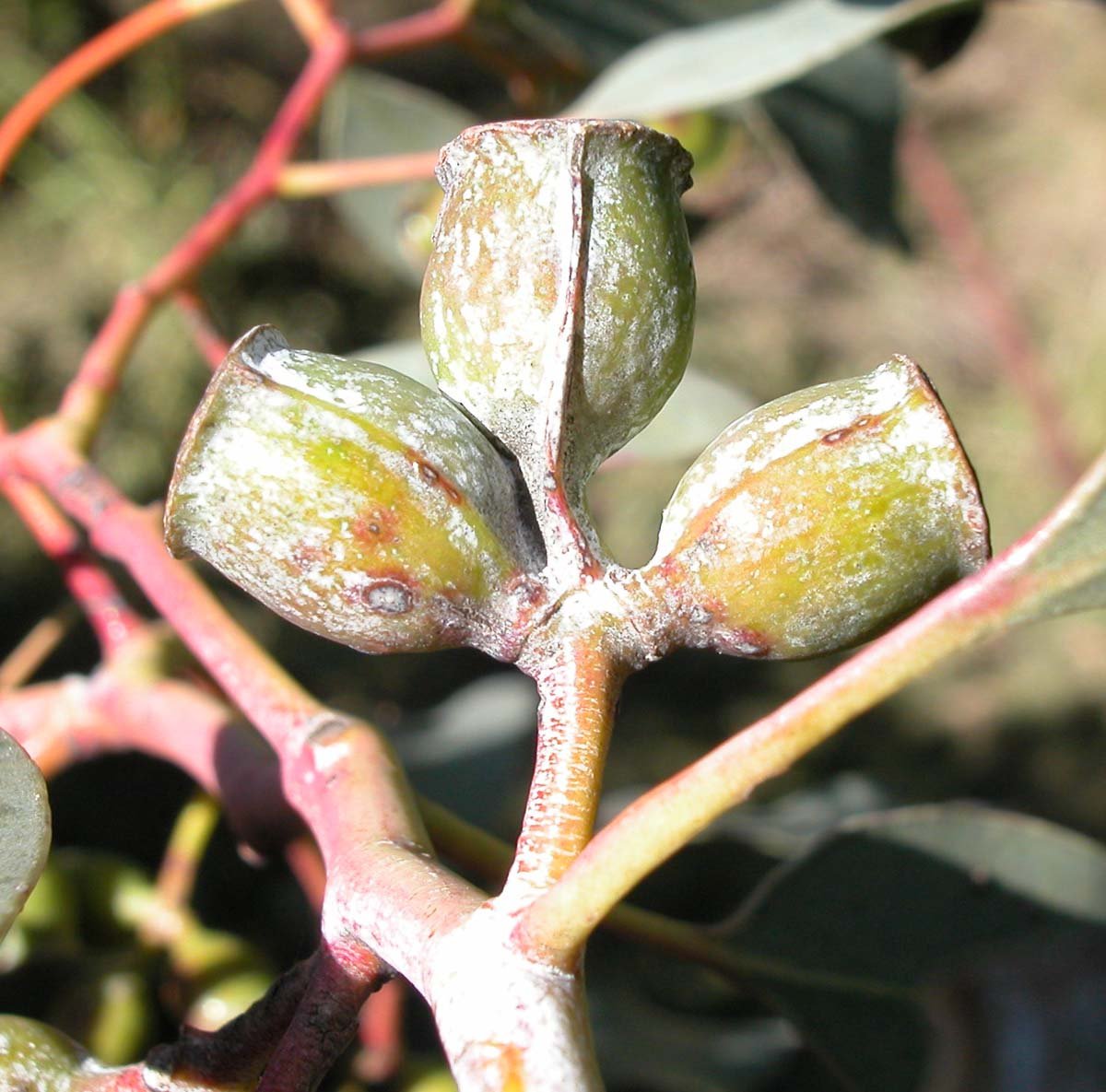 Eucalyptus_morrisbyi_caps GJ.jpg