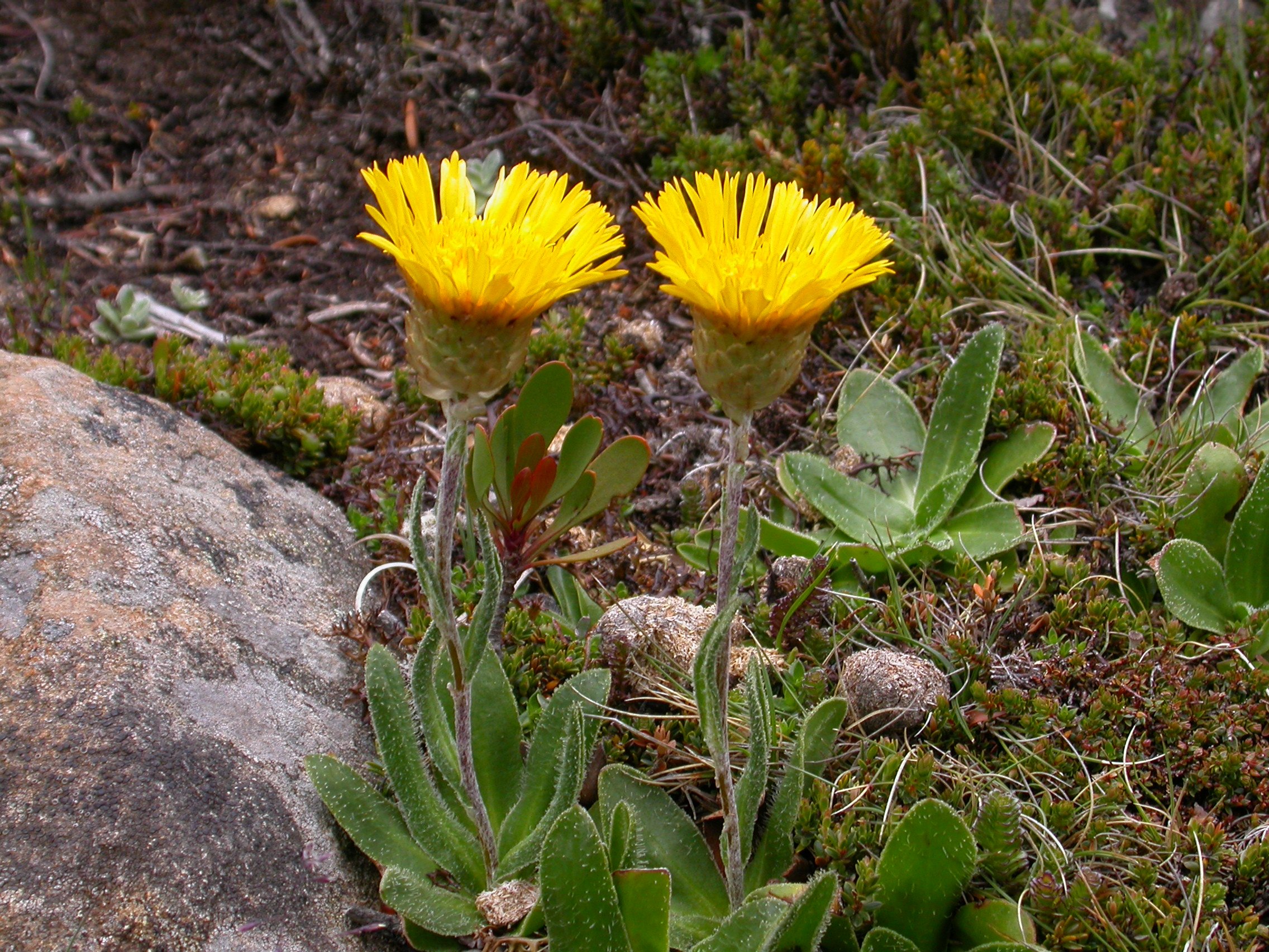 Podolepis decipiens.jpg