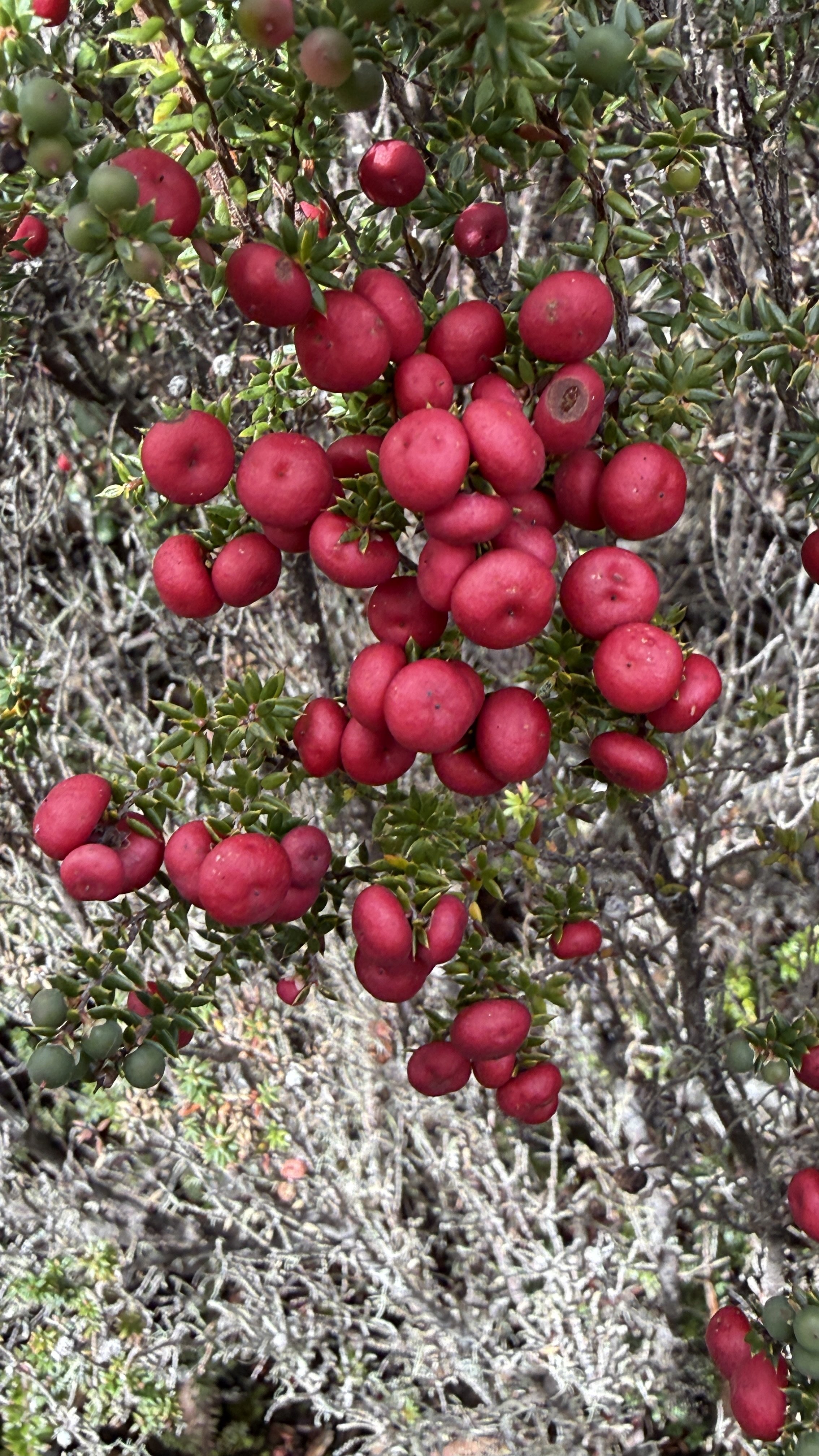 Myrtle Forest12.jpg