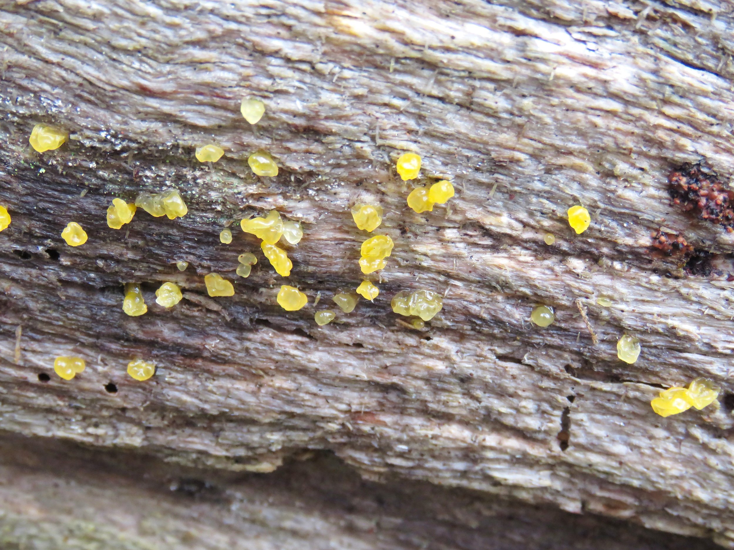 Dacrymyces sp. (P.Wright)
