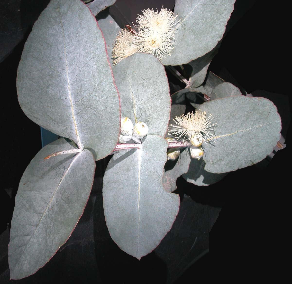 Eucalyptus cordata lves GJordan.jpg