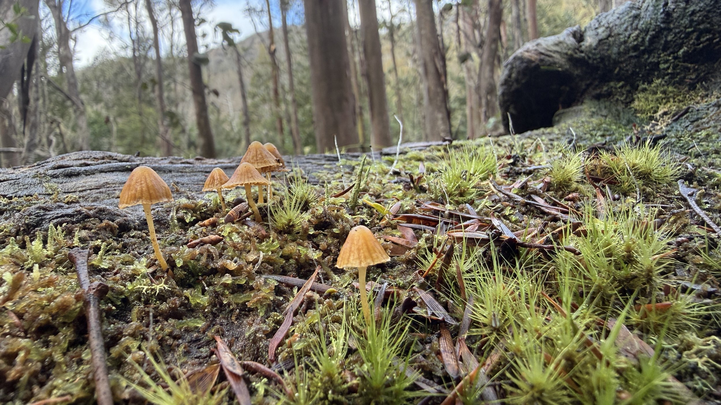 Myrtle Forest35.jpg