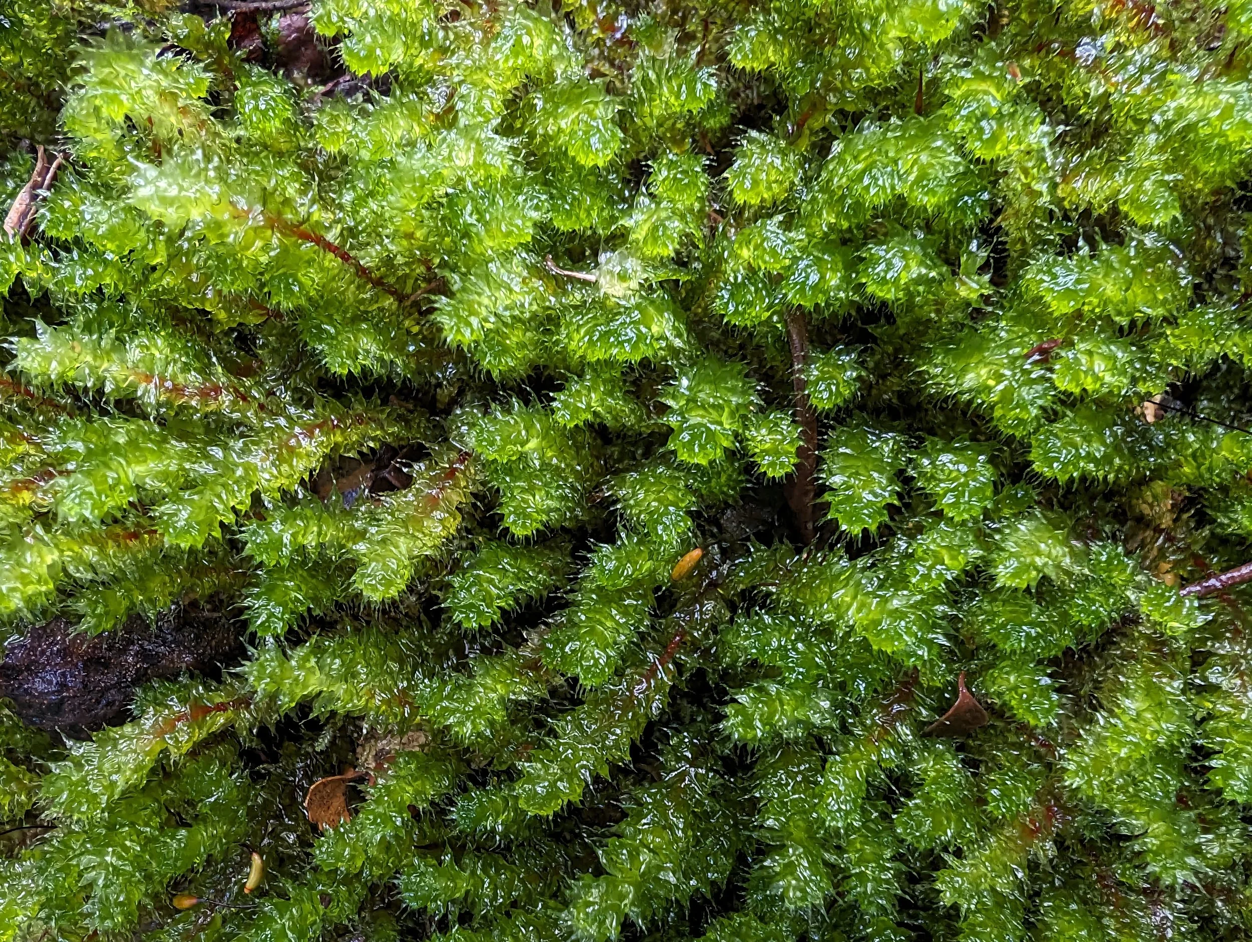 Myrtle Forest24.jpg
