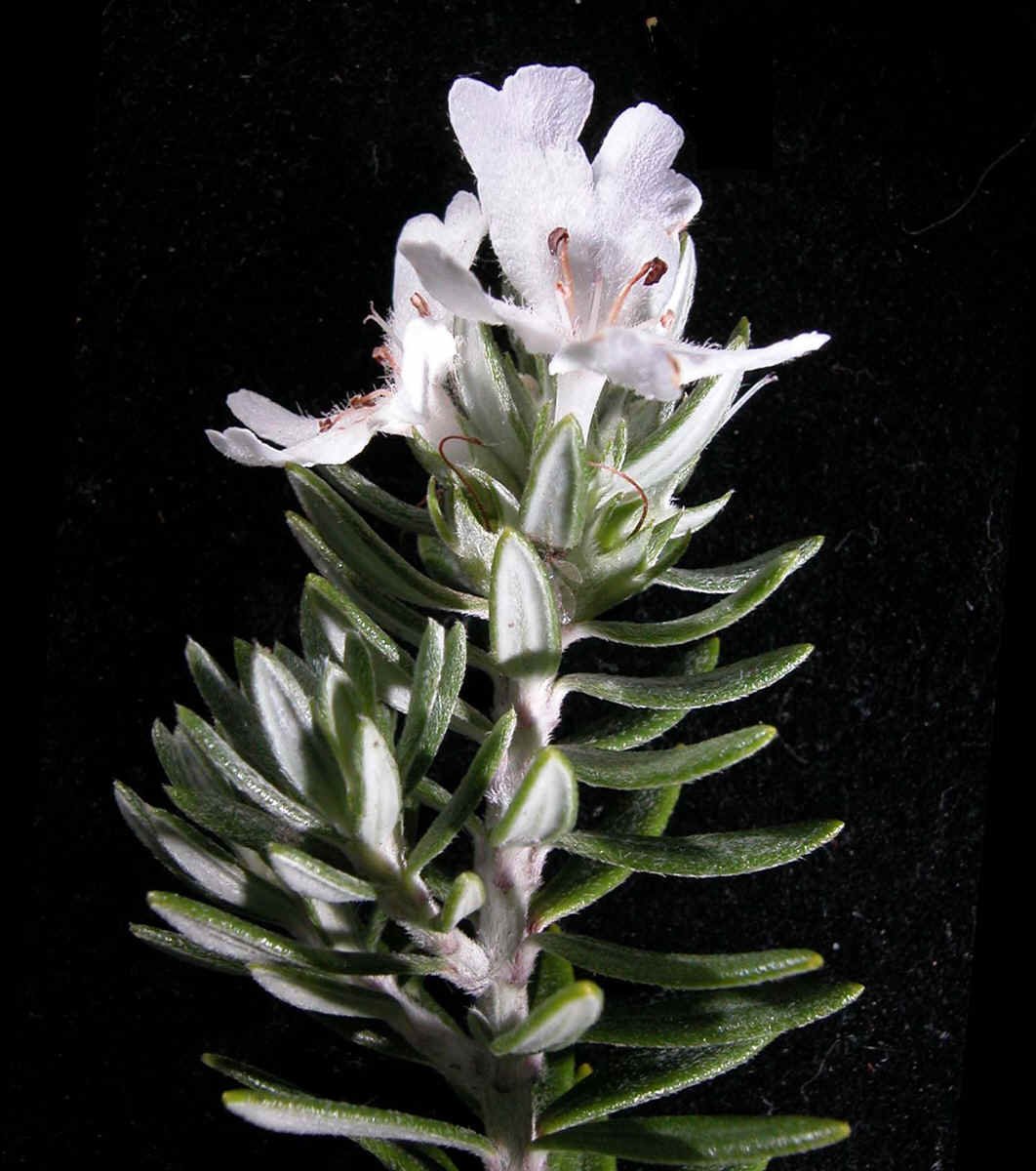 Westringia brevifolia GJordan.jpg
