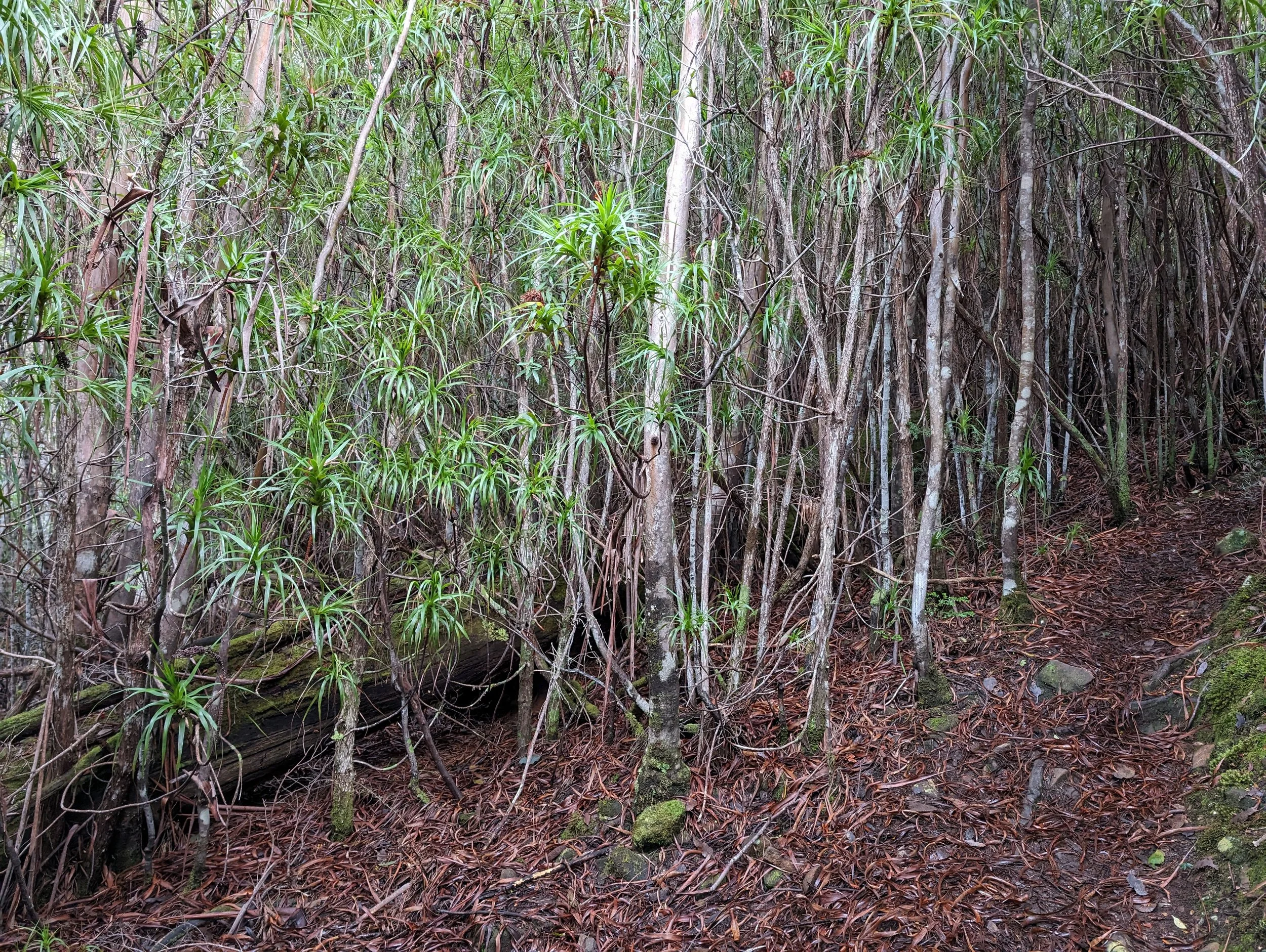 Myrtle Forest21.jpg