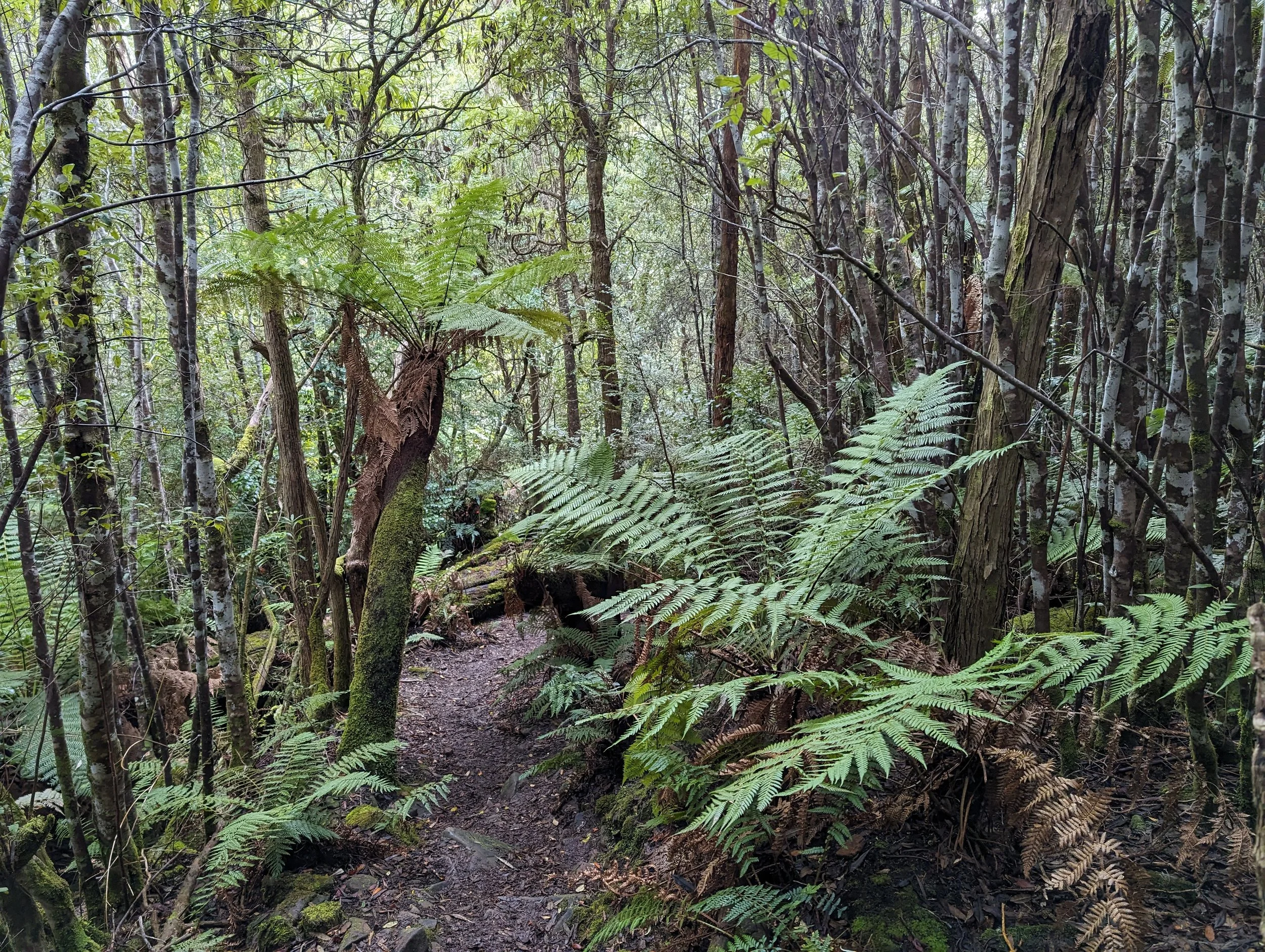 Myrtle Forest36.jpg