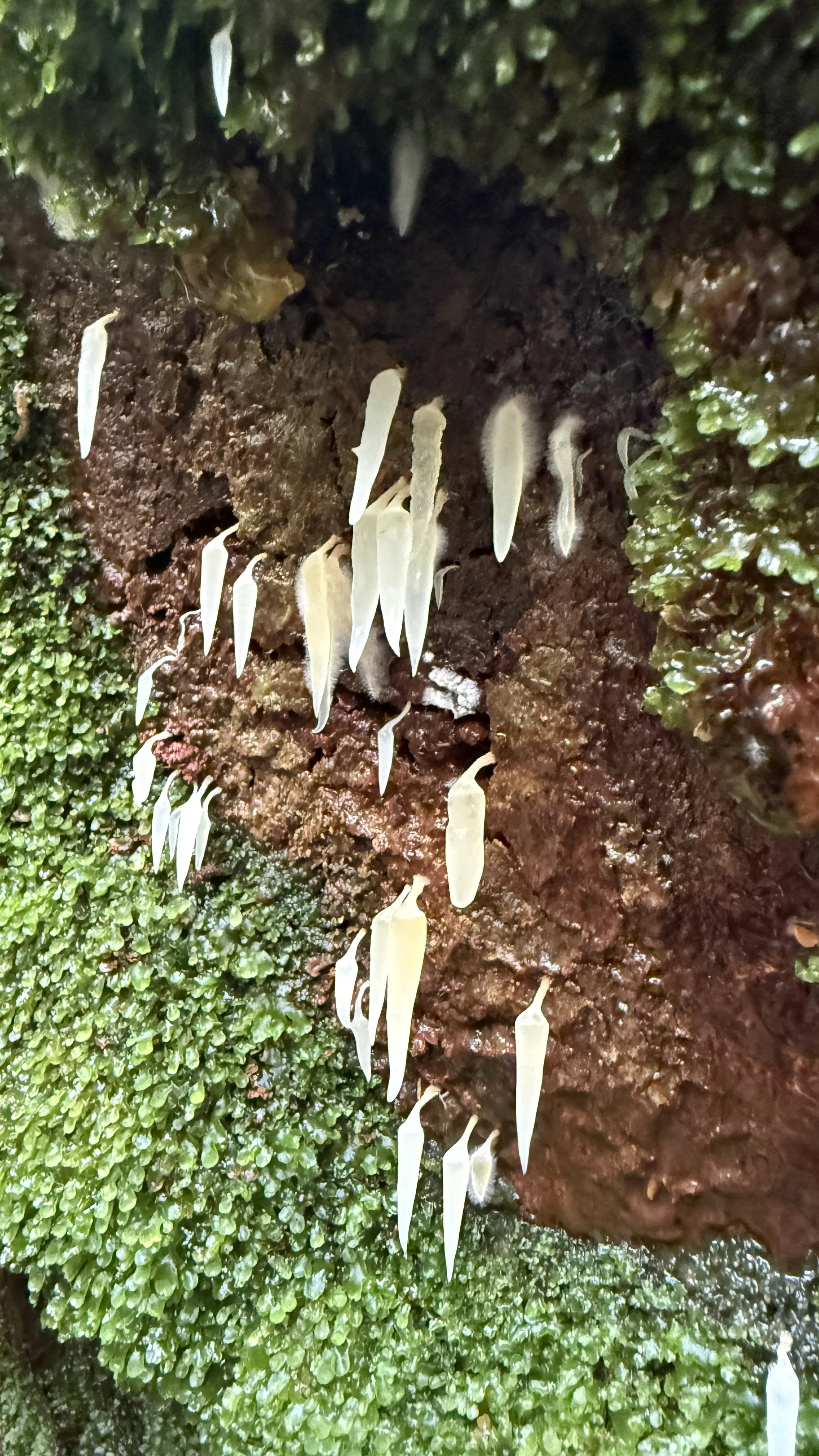 Myrtle Forest22.jpg