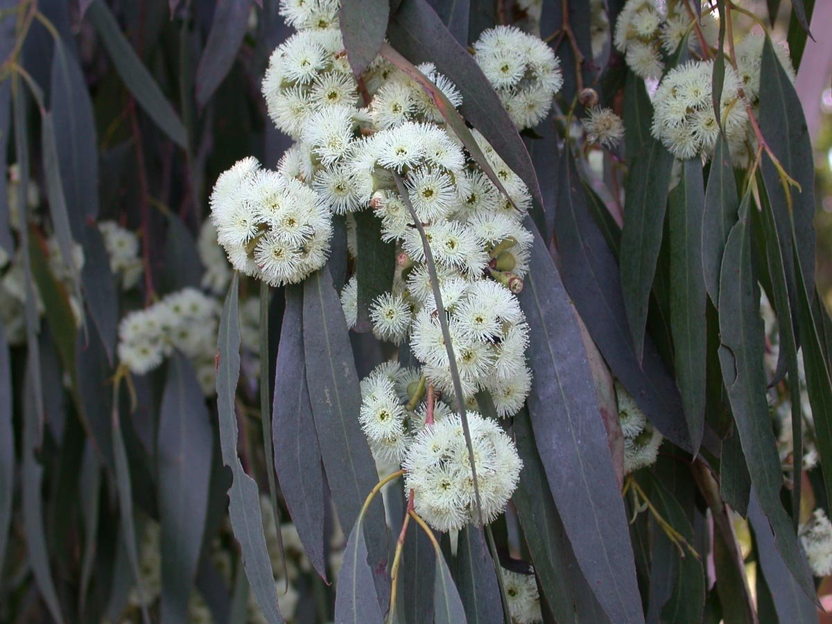 Eucalyptus tenuiramus RWiltshire.jpg