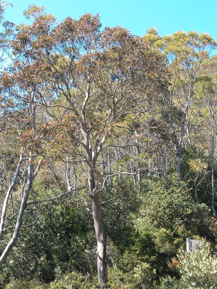 Eucalyptus urnigera_habit GJordan.jpg