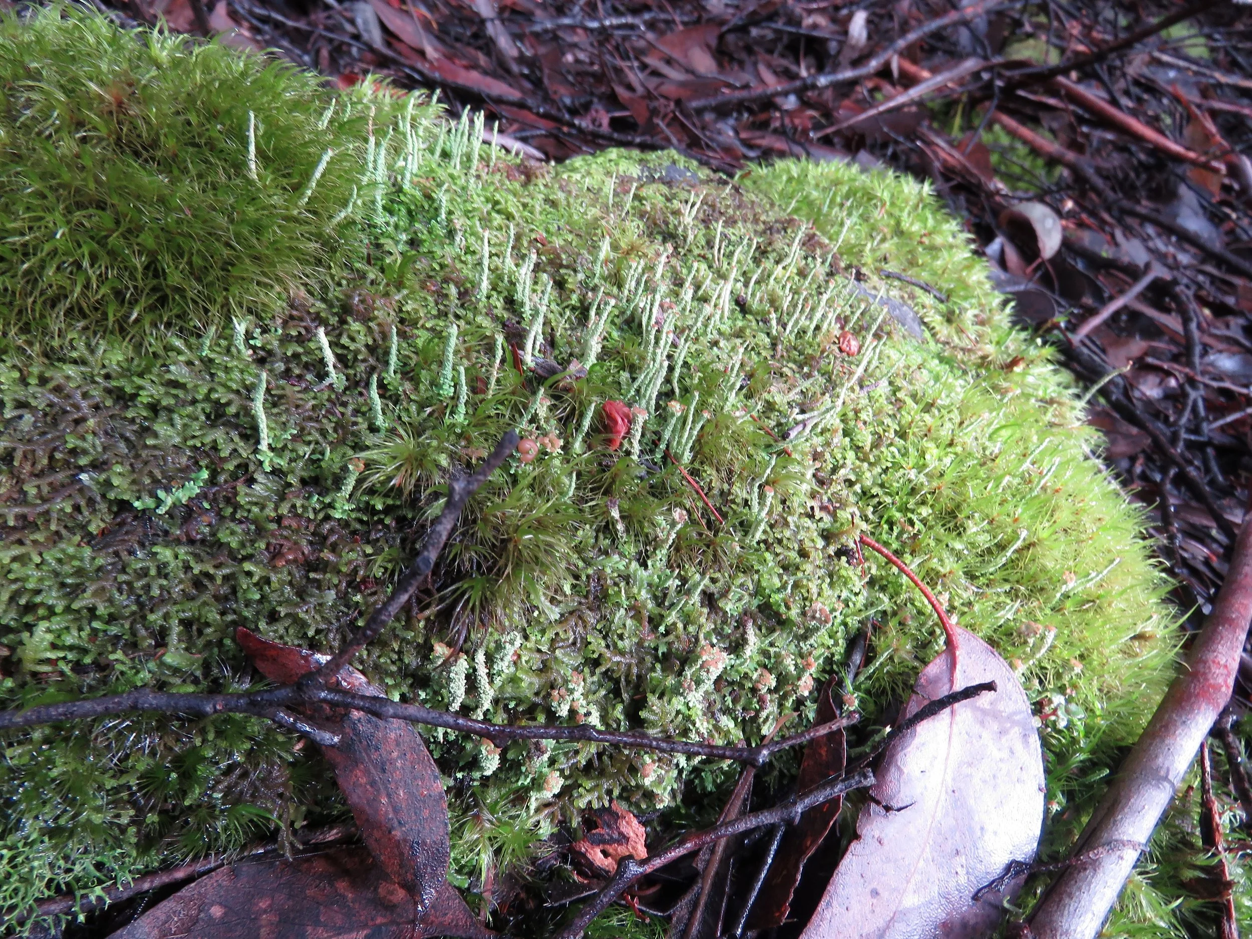 Life on a Rock (P.Wright)