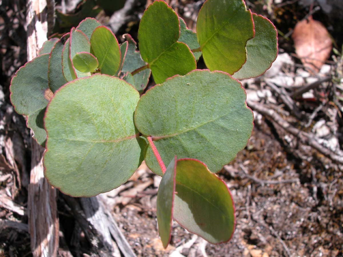 Eucalyptus urnigera_jlves GJordan.jpg