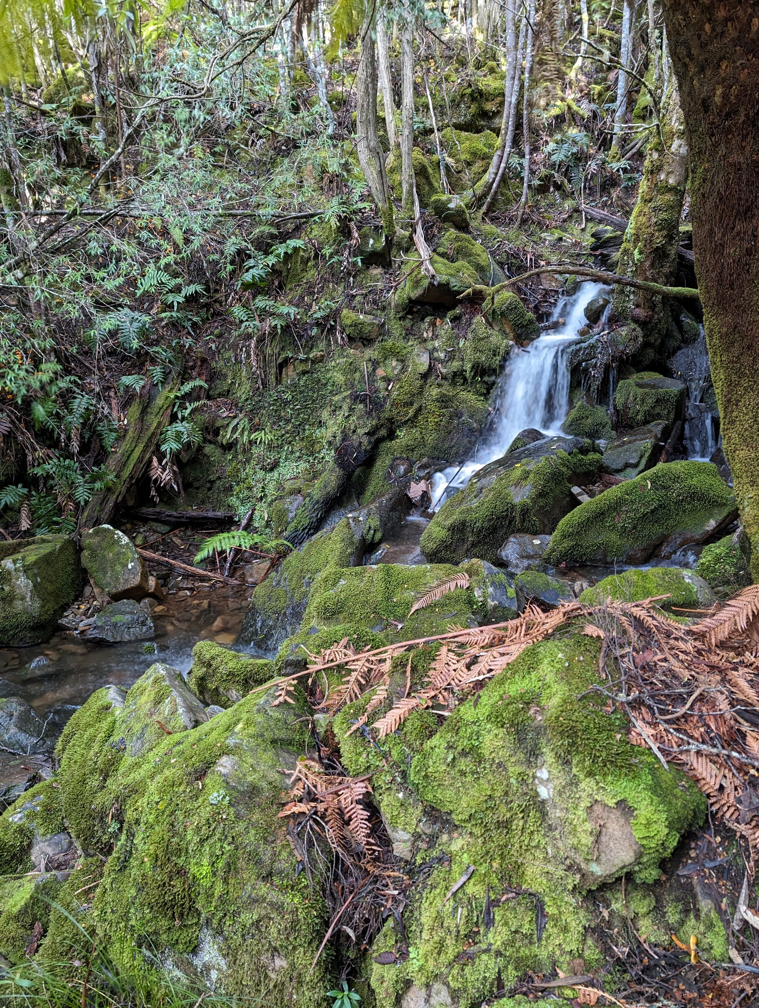 Myrtle Forest4.jpg
