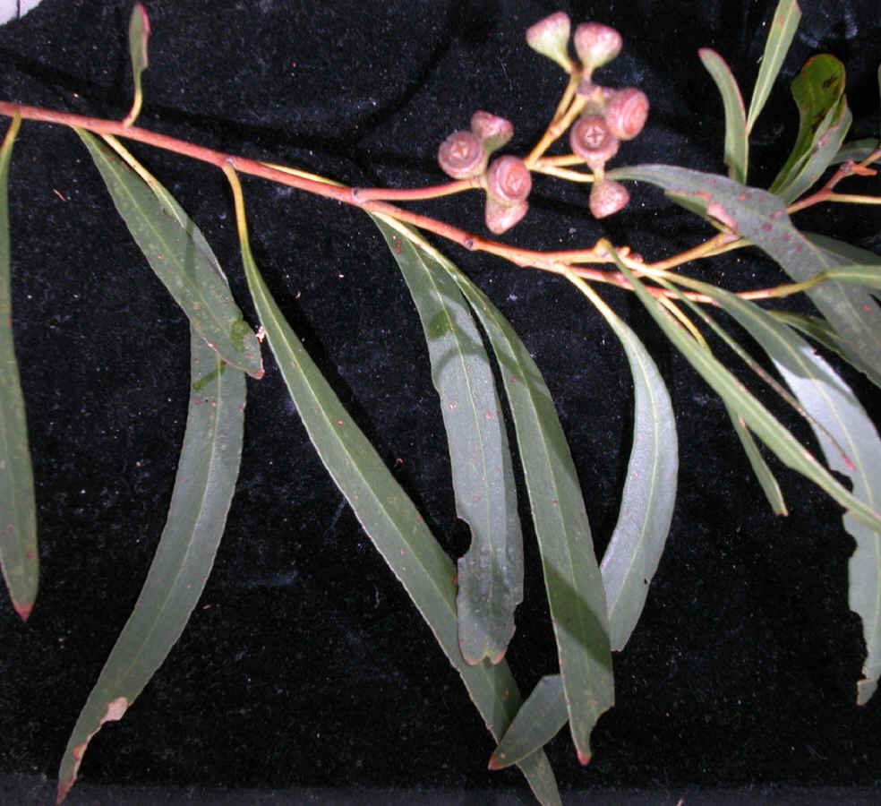 Eucalyptus amygdalina GJ.jpeg