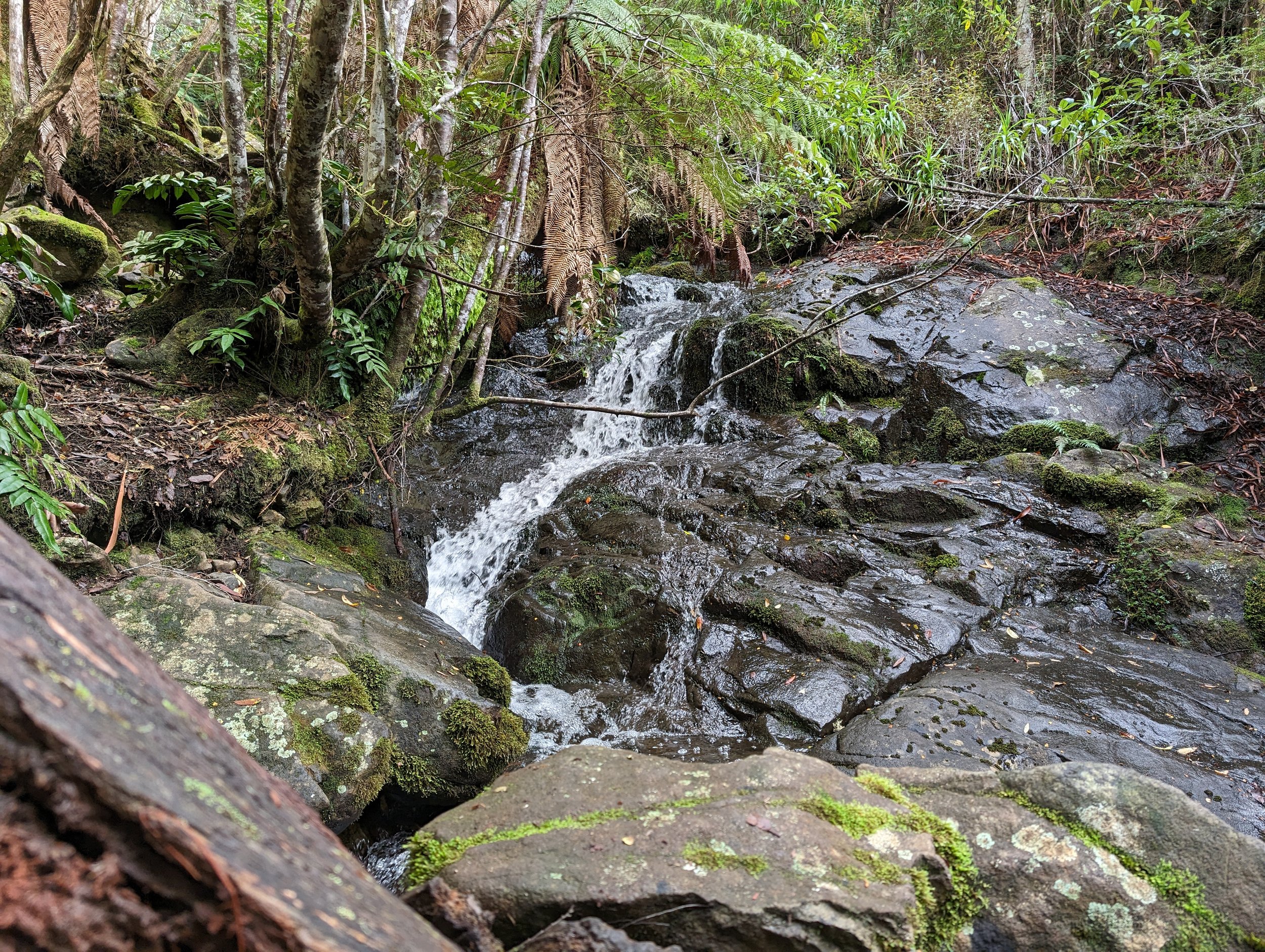 Myrtle Forest9.jpg