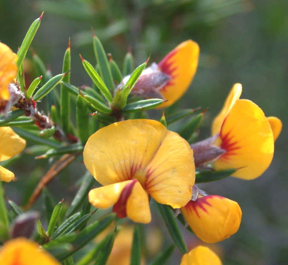 Pultenaea_juniperena_RWiltshire.jpg