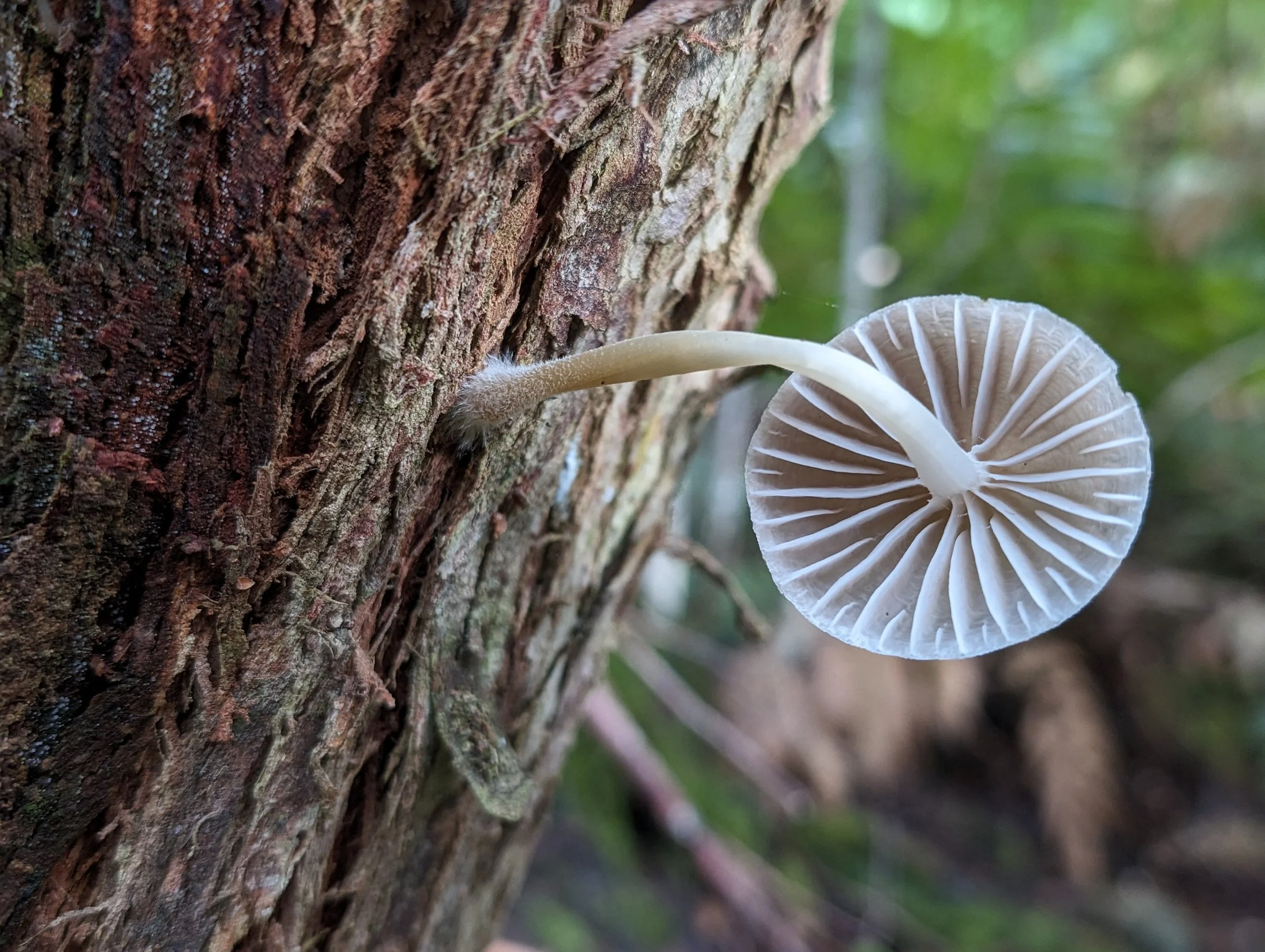 Myrtle Forest29.jpg