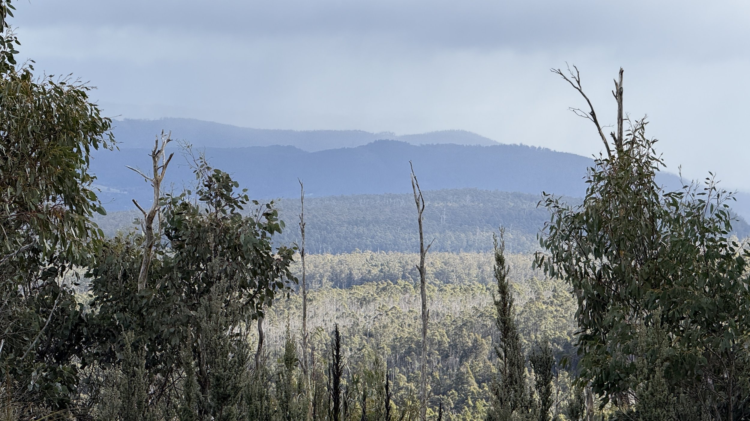 Myrtle Forest25.jpg