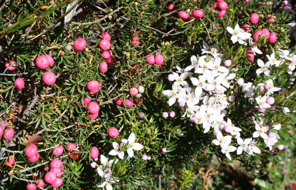 alpine berries_Boronia citriadora.JPG