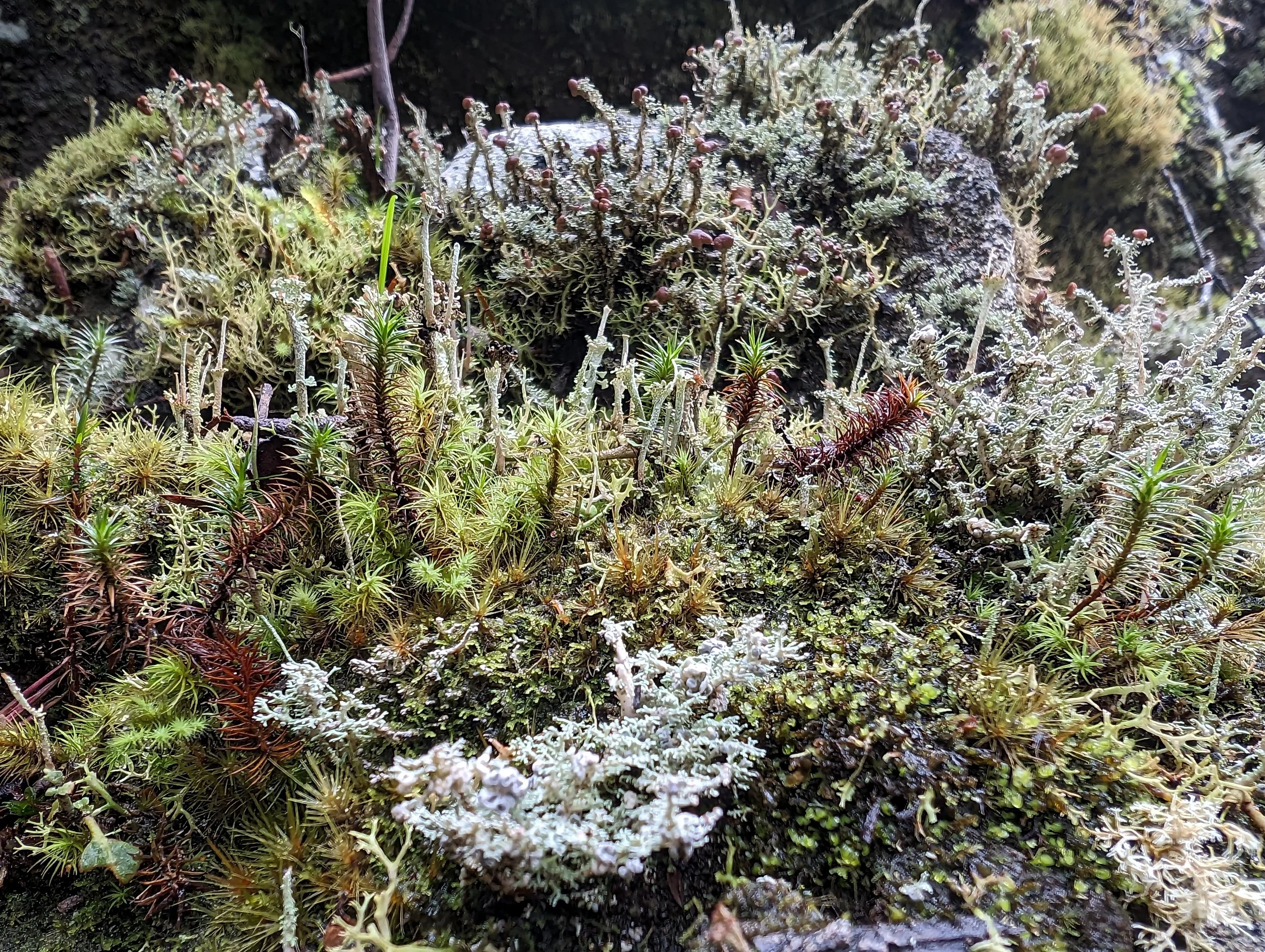 Myrtle Forest5.jpg