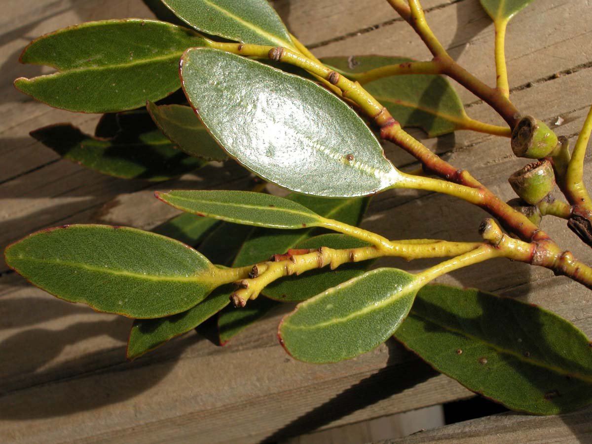 Eucalyptus subcrenulata GJordan2.jpg