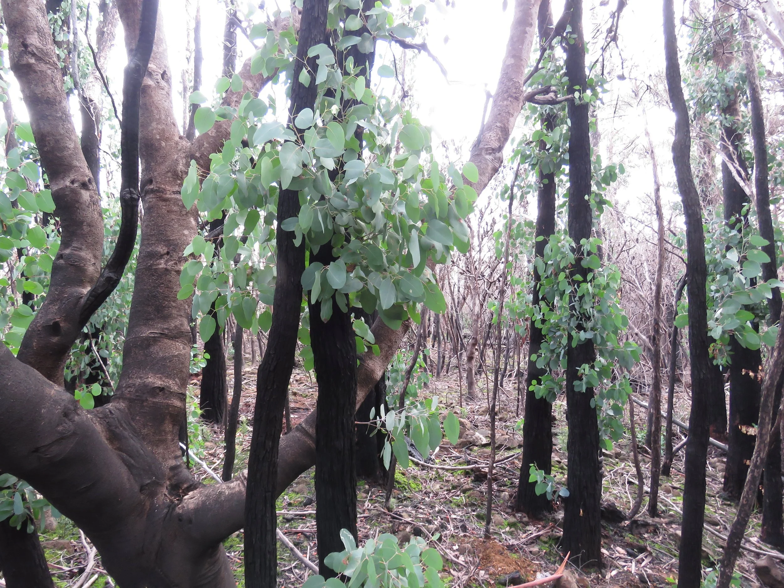 Forest Regrowth (P.Wright)