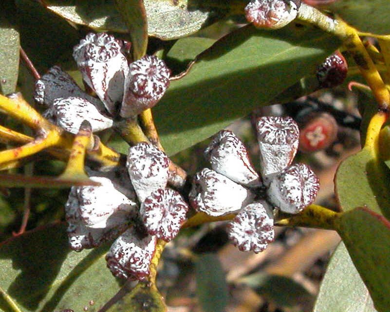 Eucalyptus coccifera buds GJordan.jpg