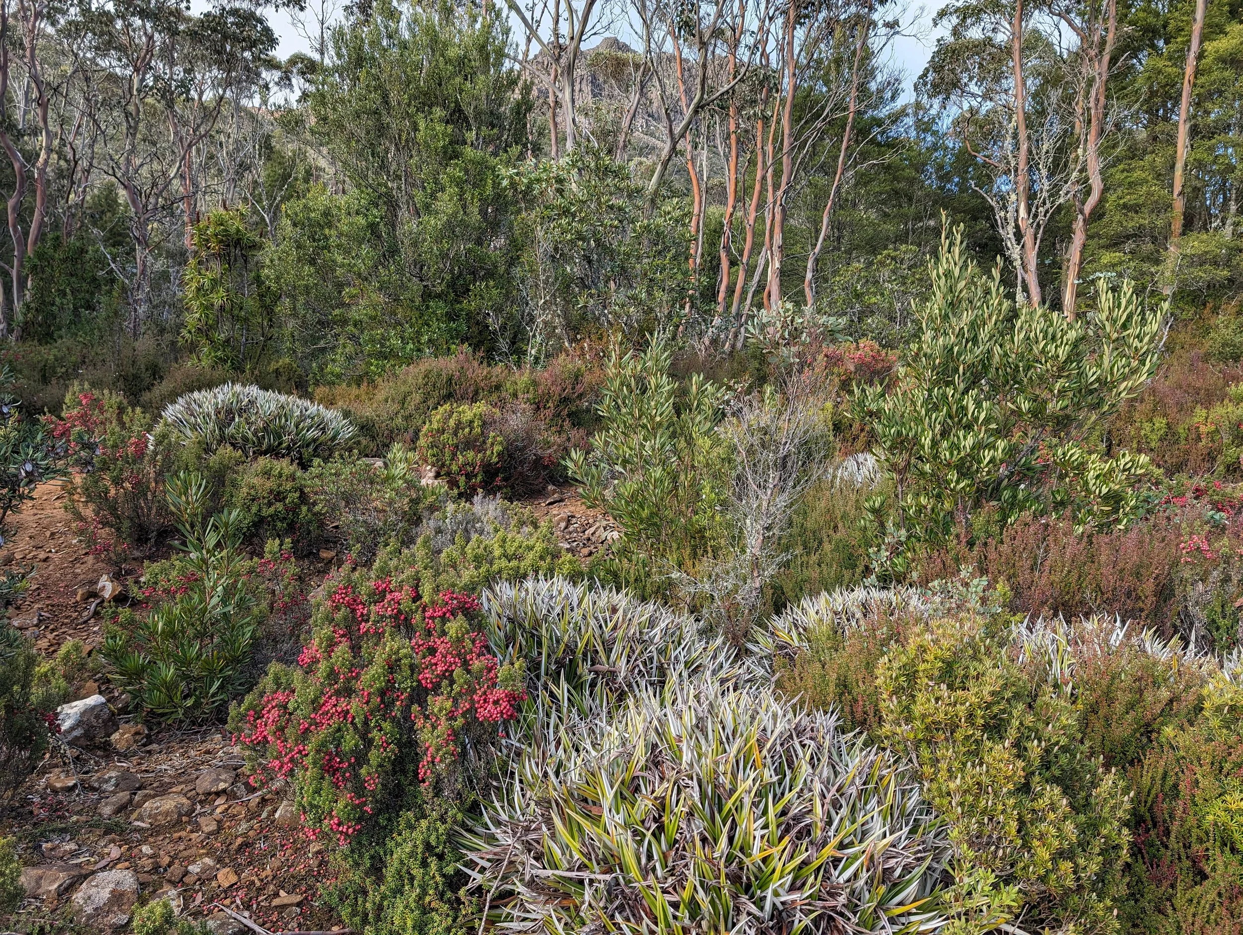 Myrtle Forest31.jpg