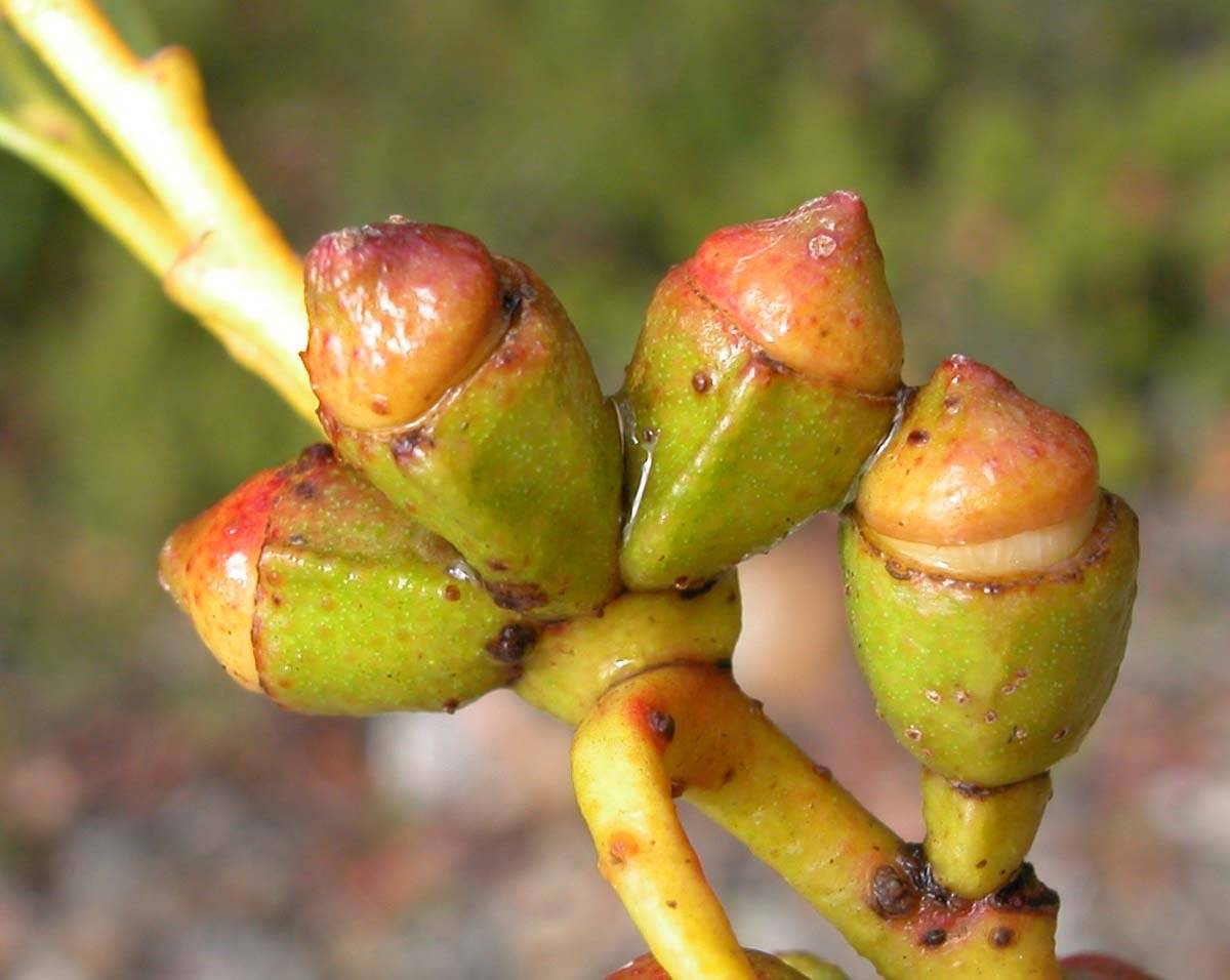 Eucalyptus subcrenulata GJordan3.jpg