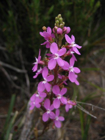 Stylidium graminifolium BC.jpeg