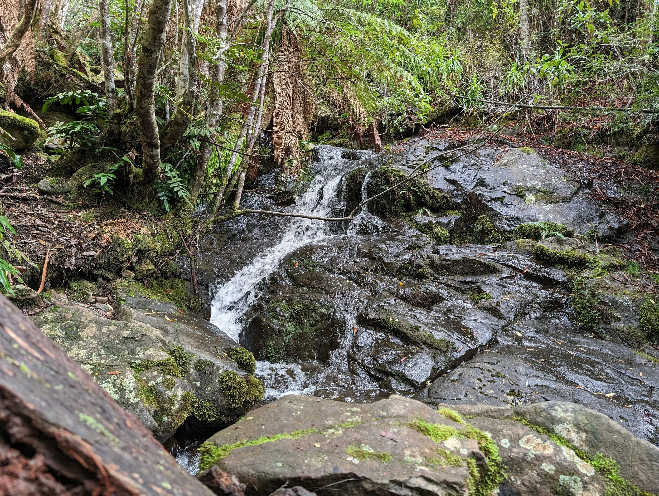 Myrtle Forest6.jpg