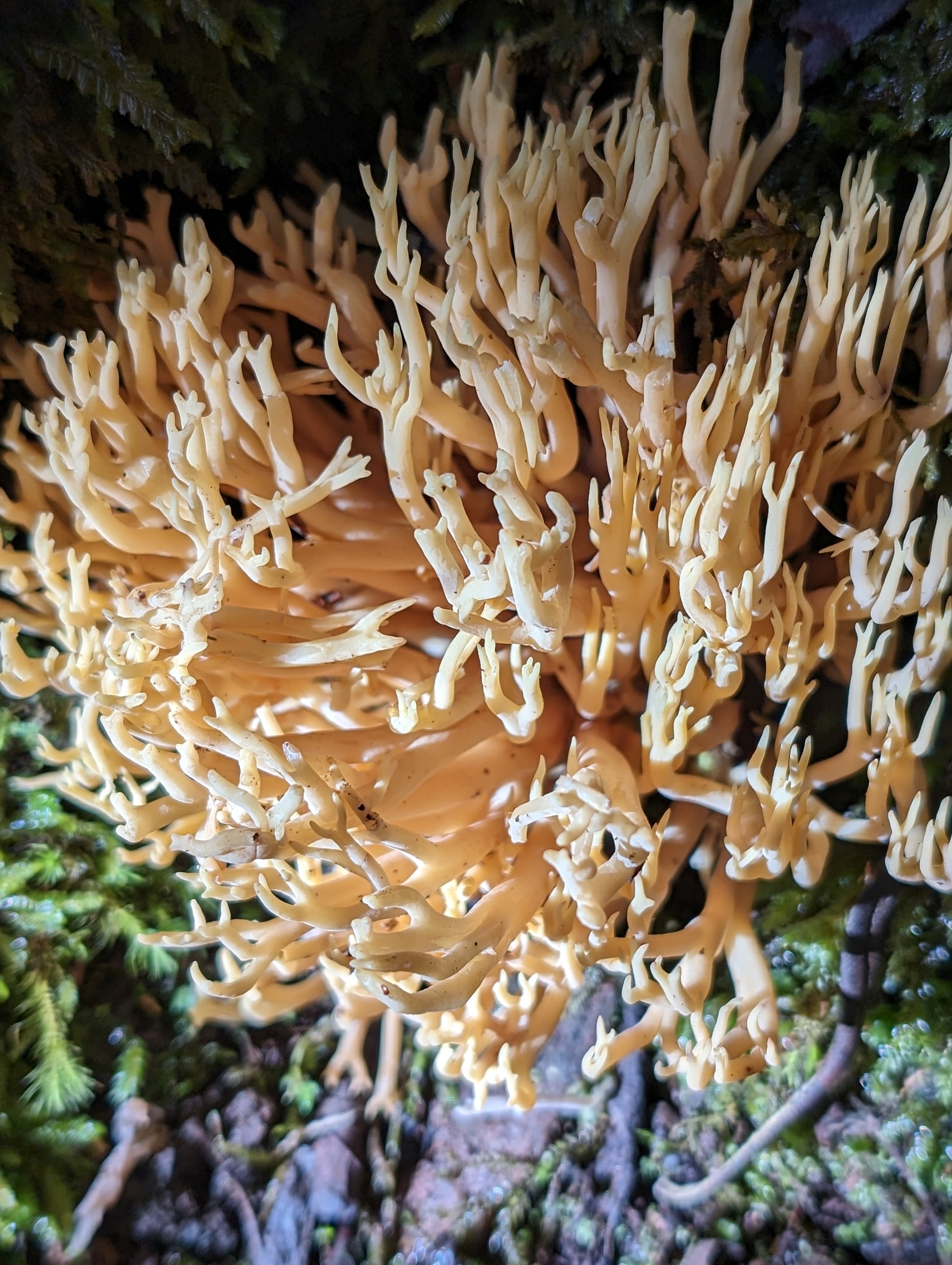 Myrtle Forest37.jpg