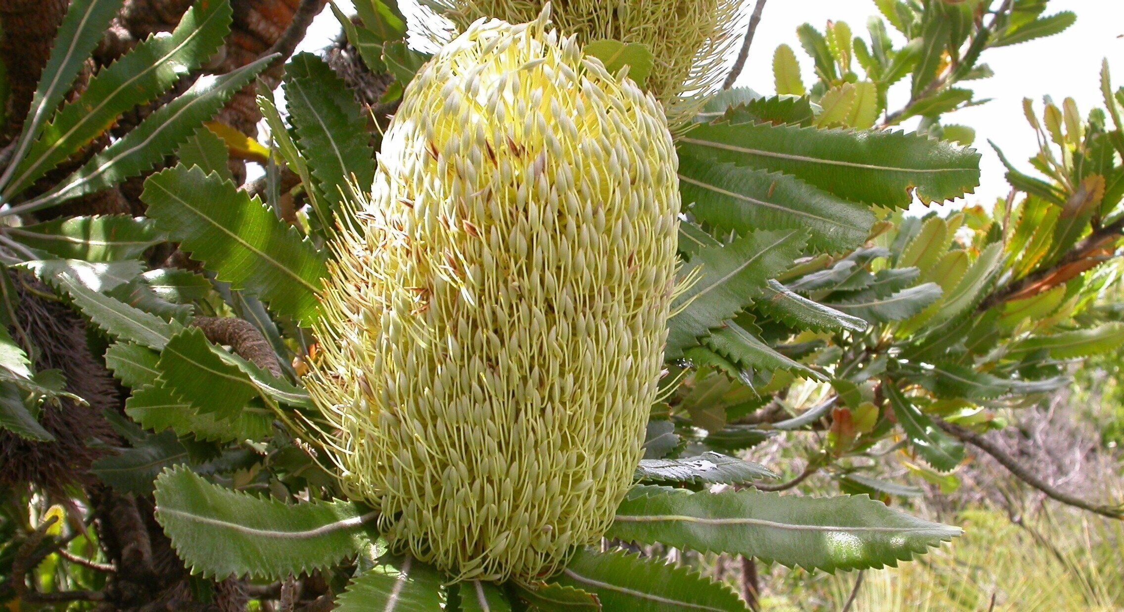 Banksia serrata.jpg